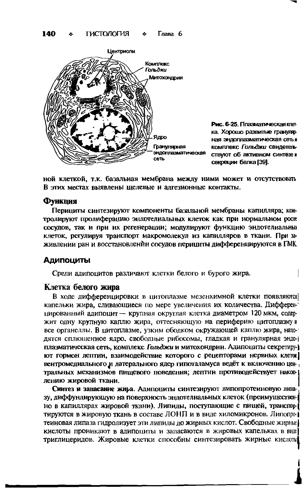 Рис. 6-25. Плазматическая клетка. Хорошо развитые гранулярная эндоплазматическая сеть и комплекс Гольджи свидететъ-ствуют об активном синтезе и секреции белка [39].