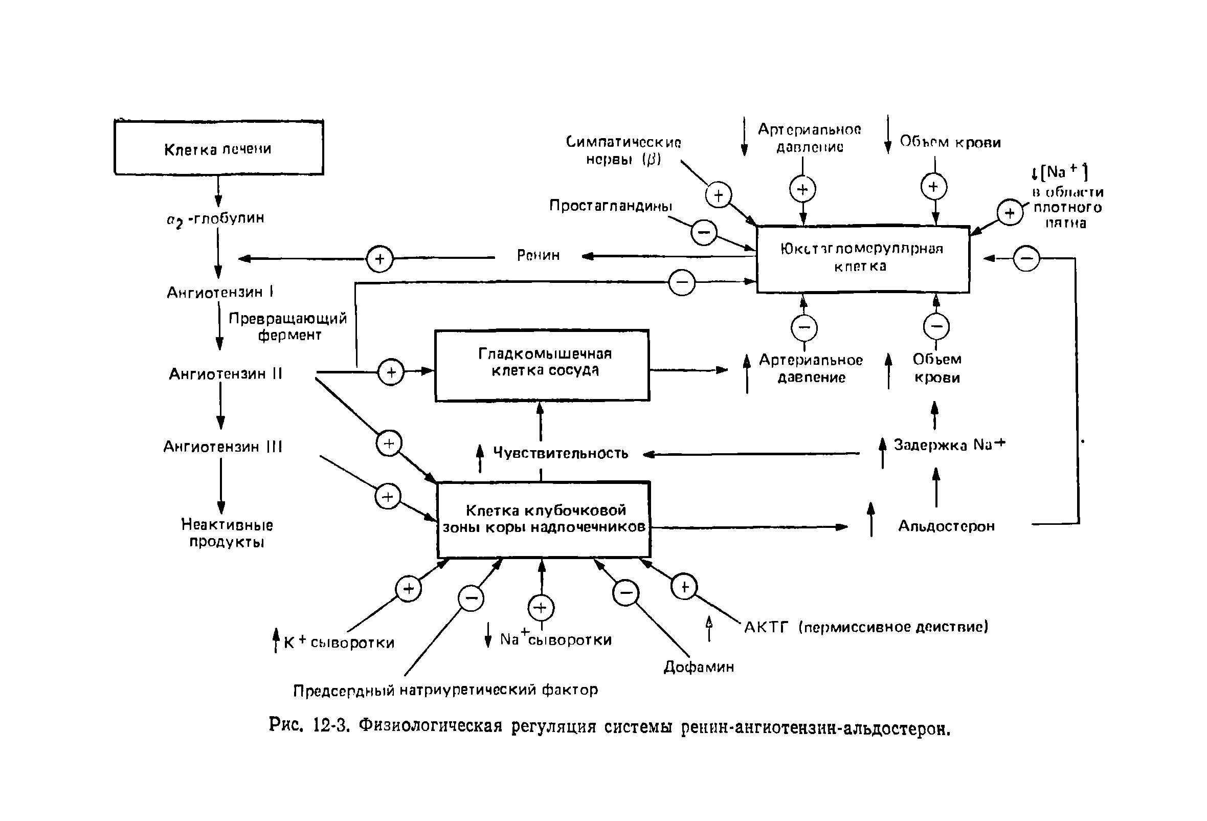 Рис. 12-3. Физиологическая регуляция системы ренин-ангиотензин-альдостерон.