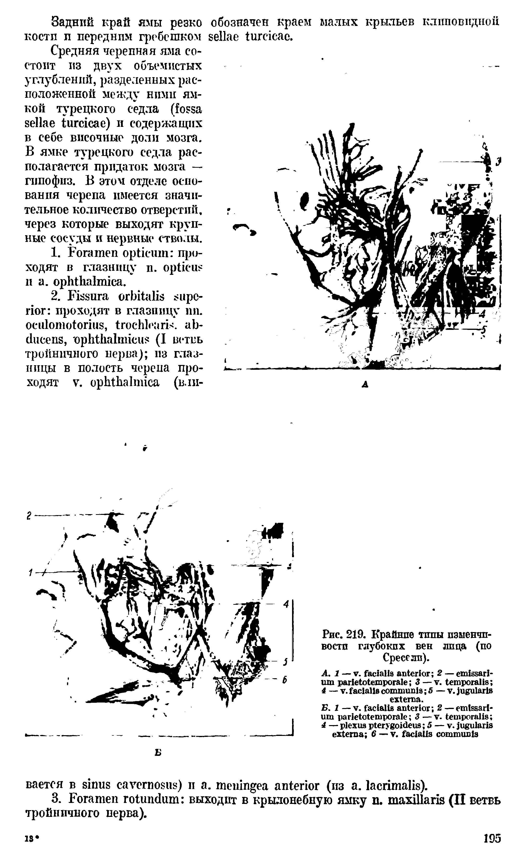 Рис. 219. Крайние типы изменчивости глубоких вен лица (по Сресслп).