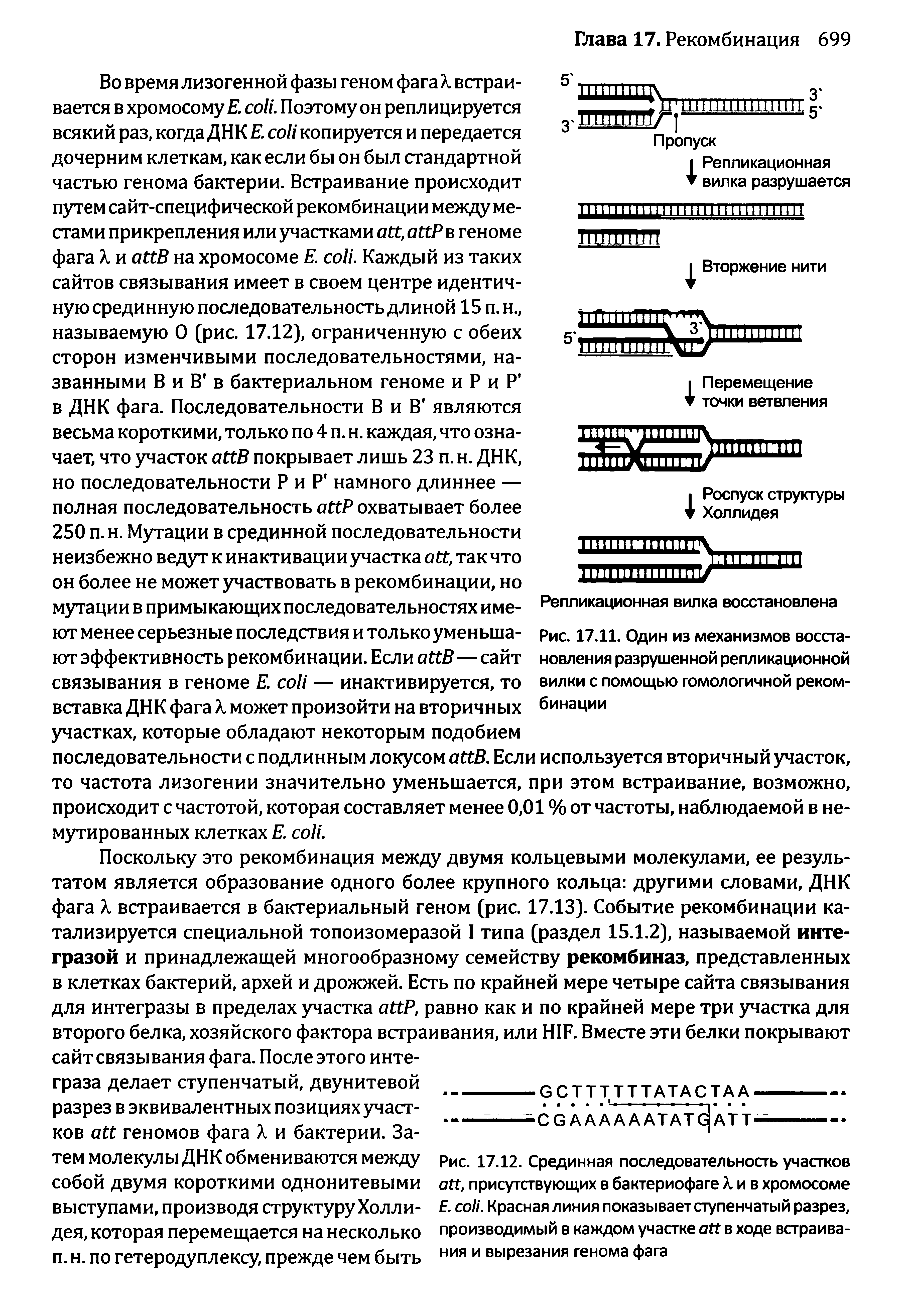 Рис. 17.12. Срединная последовательность участков , присутствующих в бактериофаге X и в хромосоме Е. . Красная линия показывает ступенчатый разрез, производимый в каждом участке в ходе встраивания и вырезания генома фага...