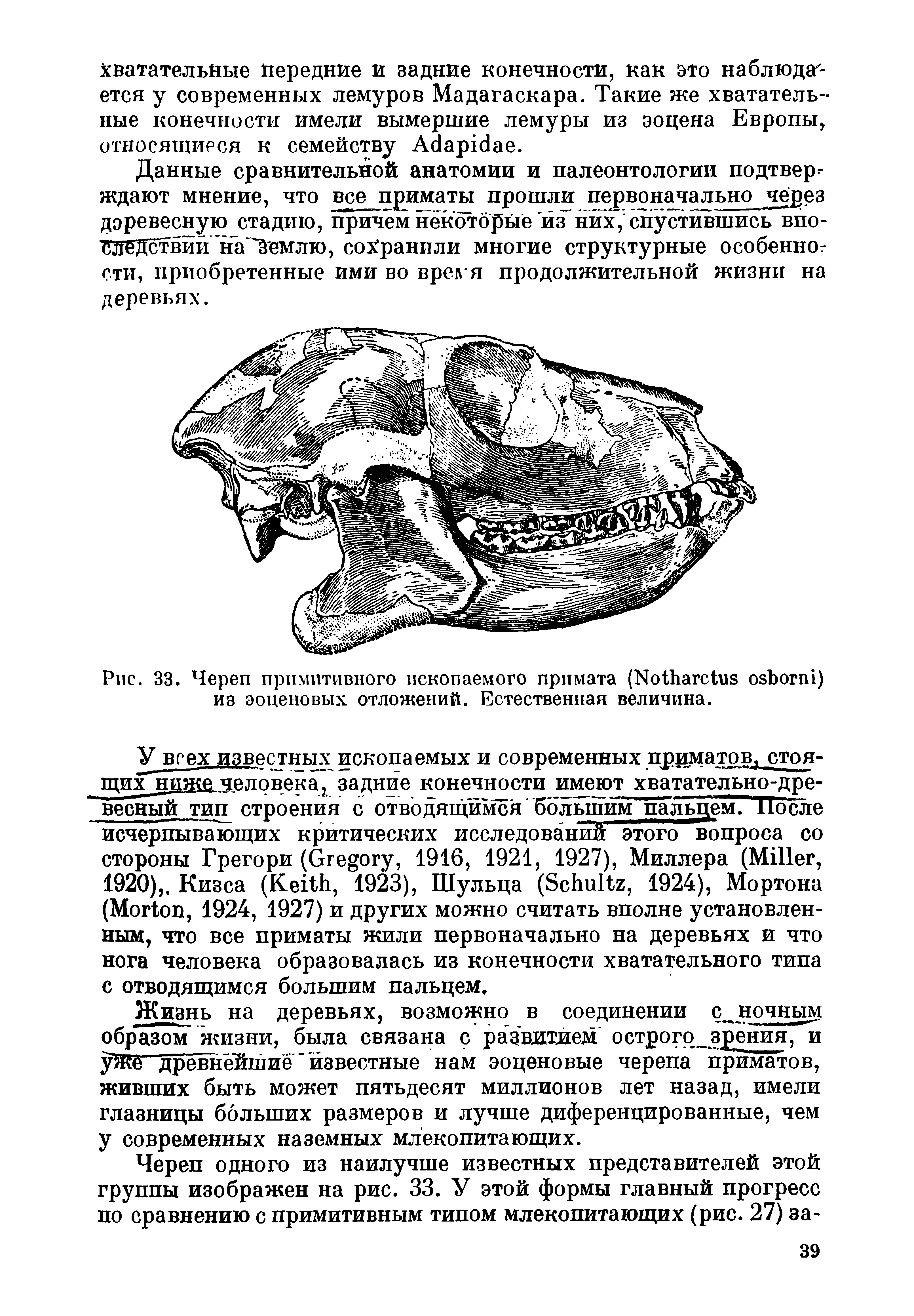 Рис. 33. Череп примитивного ископаемого примата (Ко агс э обЬогш) из эоценовых отложений. Естественная величина.