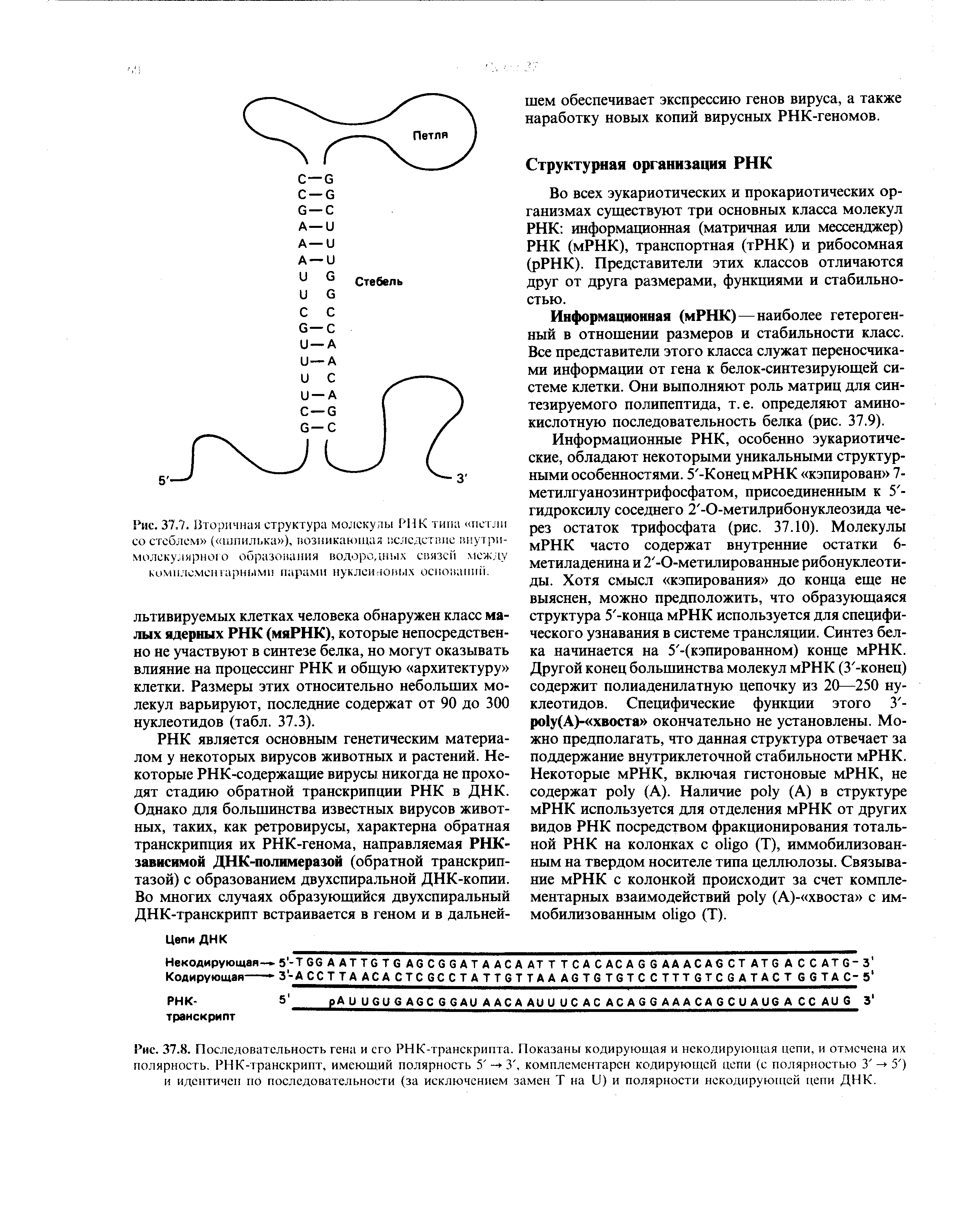 Рис. 37.7. Вторичная структура молекулы РНК типа петли со стеблем ( шпилька ), возникающая вследствие внутримолекулярною образования водородных связей между комплементарными парами нуклеиновых оснований.