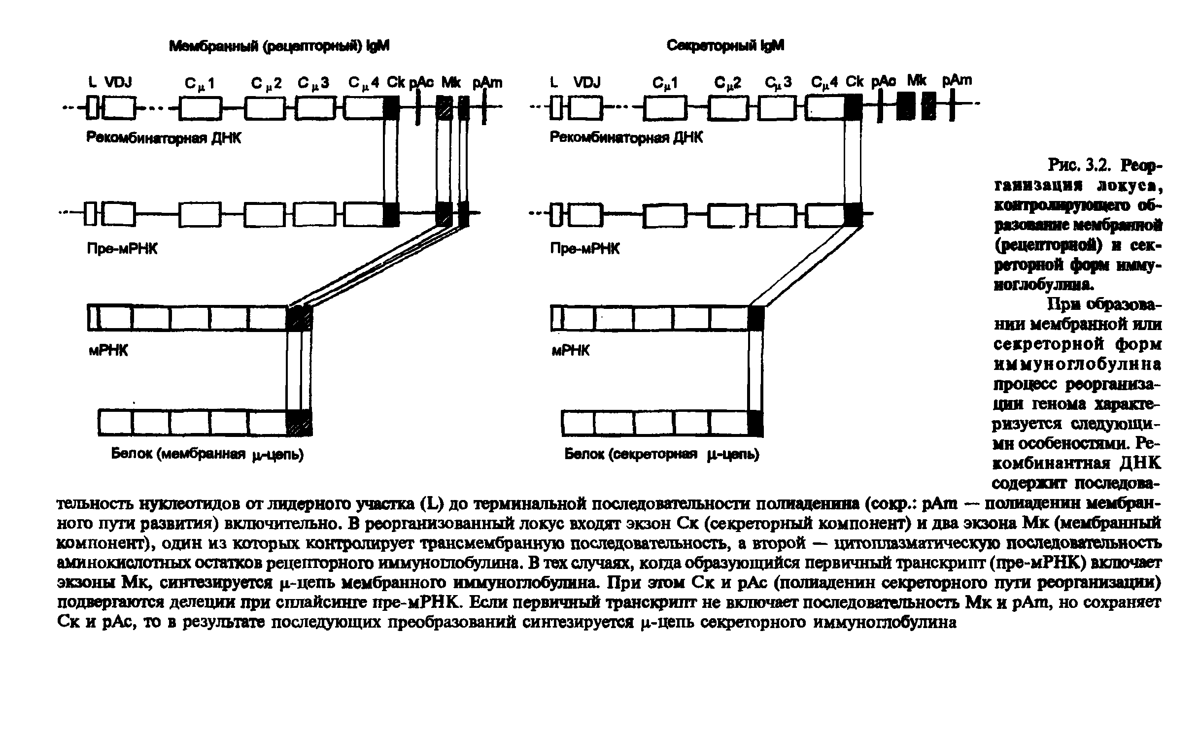 Рис. 3.2. Реорганизация локуса, контролирующего образование мембранной (рецепторной) и секреторной форм иммуноглобулина.