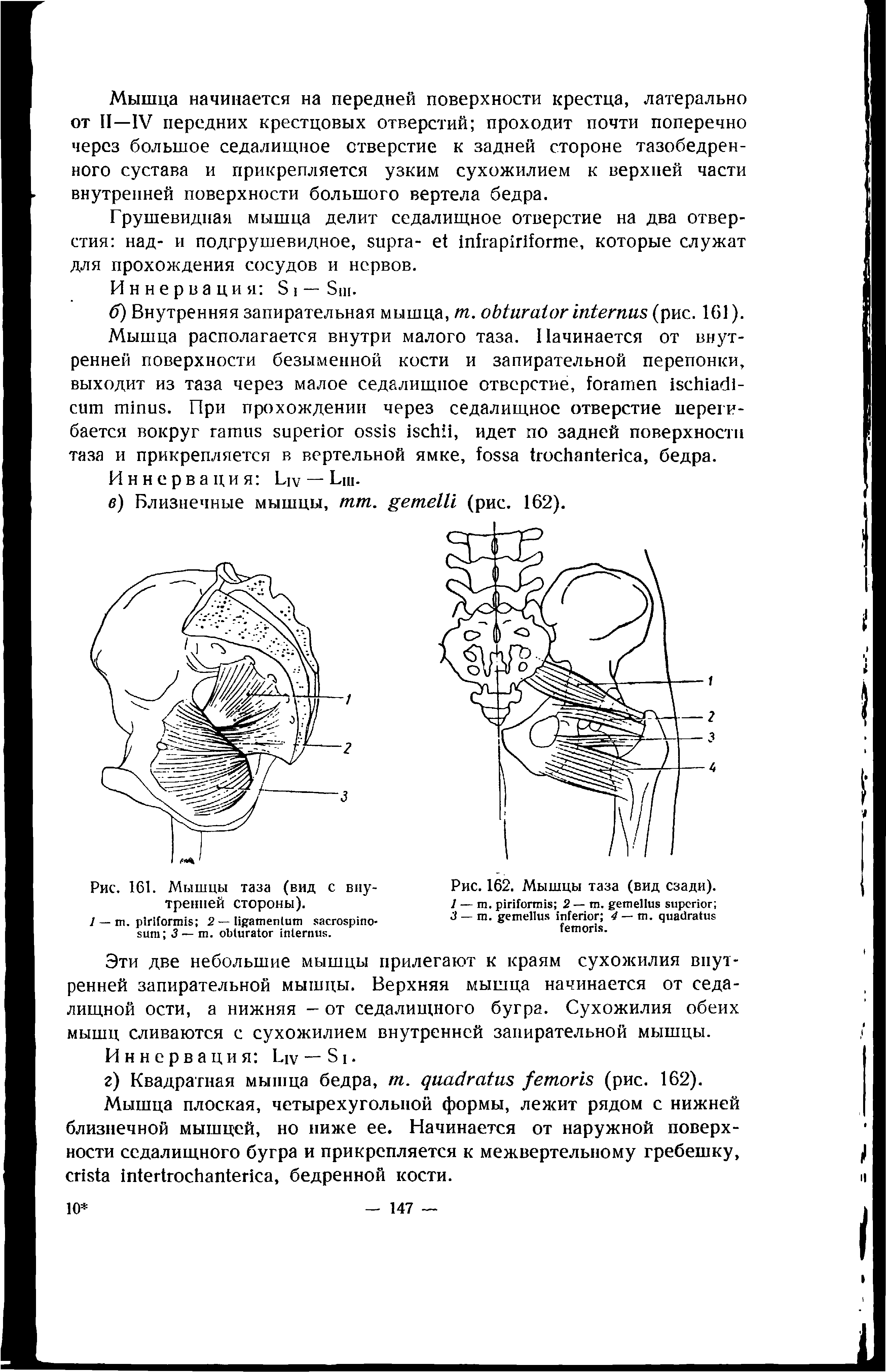 Рис. 162. Мышцы таза (вид сзади). 1 — . 2 — т. J — т. 4 — . .