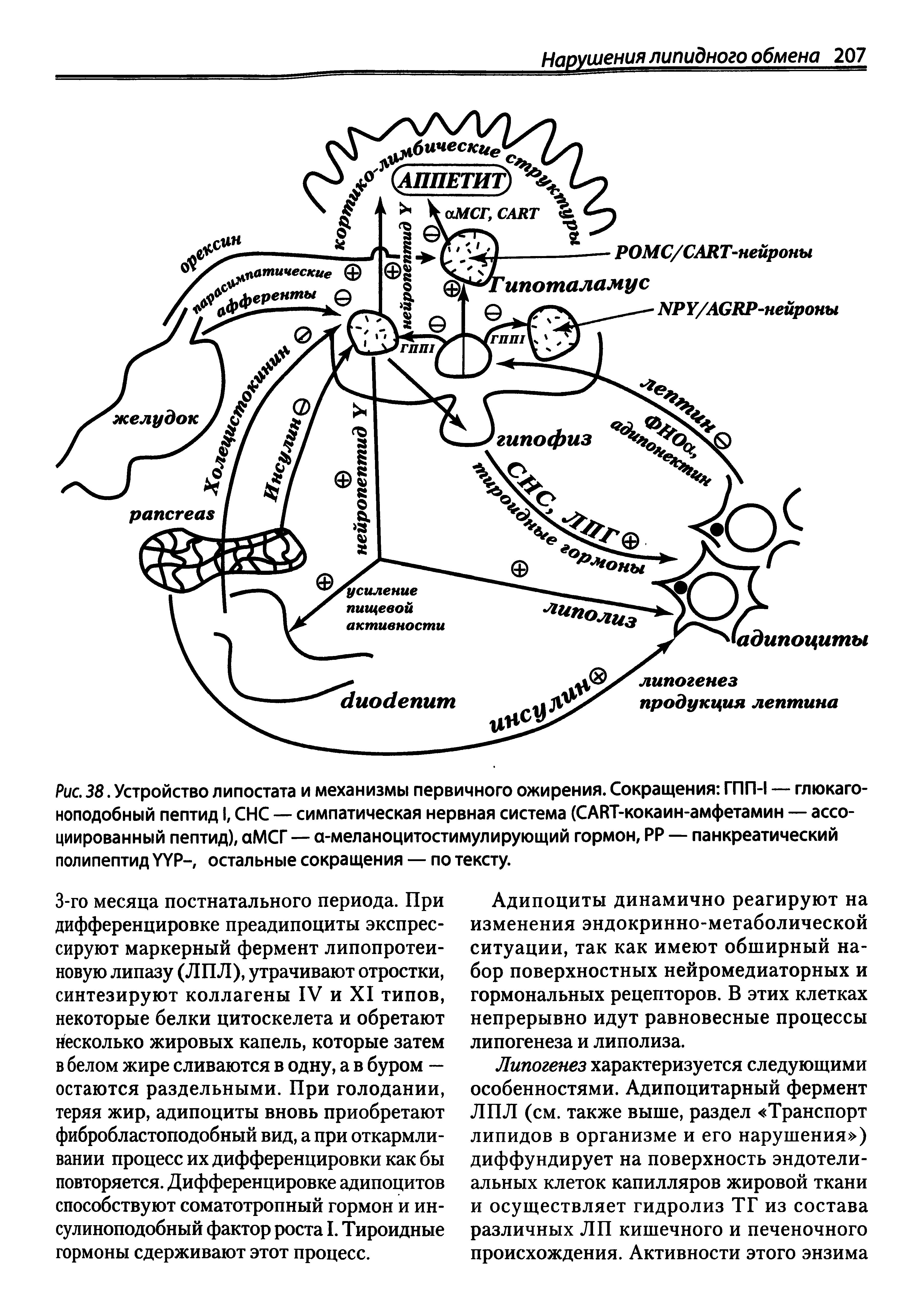 Рис. 38. Устройство липостата и механизмы первичного ожирения. Сокращения ГПП-1 — глюкагоноподобный пептид I, СНС — симпатическая нервная система (САИТ-кокаин-амфетамин — ассоциированный пептид), аМСГ — а-меланоцитостимулирующий гормон, РР — панкреатический полипептид УУР-, остальные сокращения — по тексту.