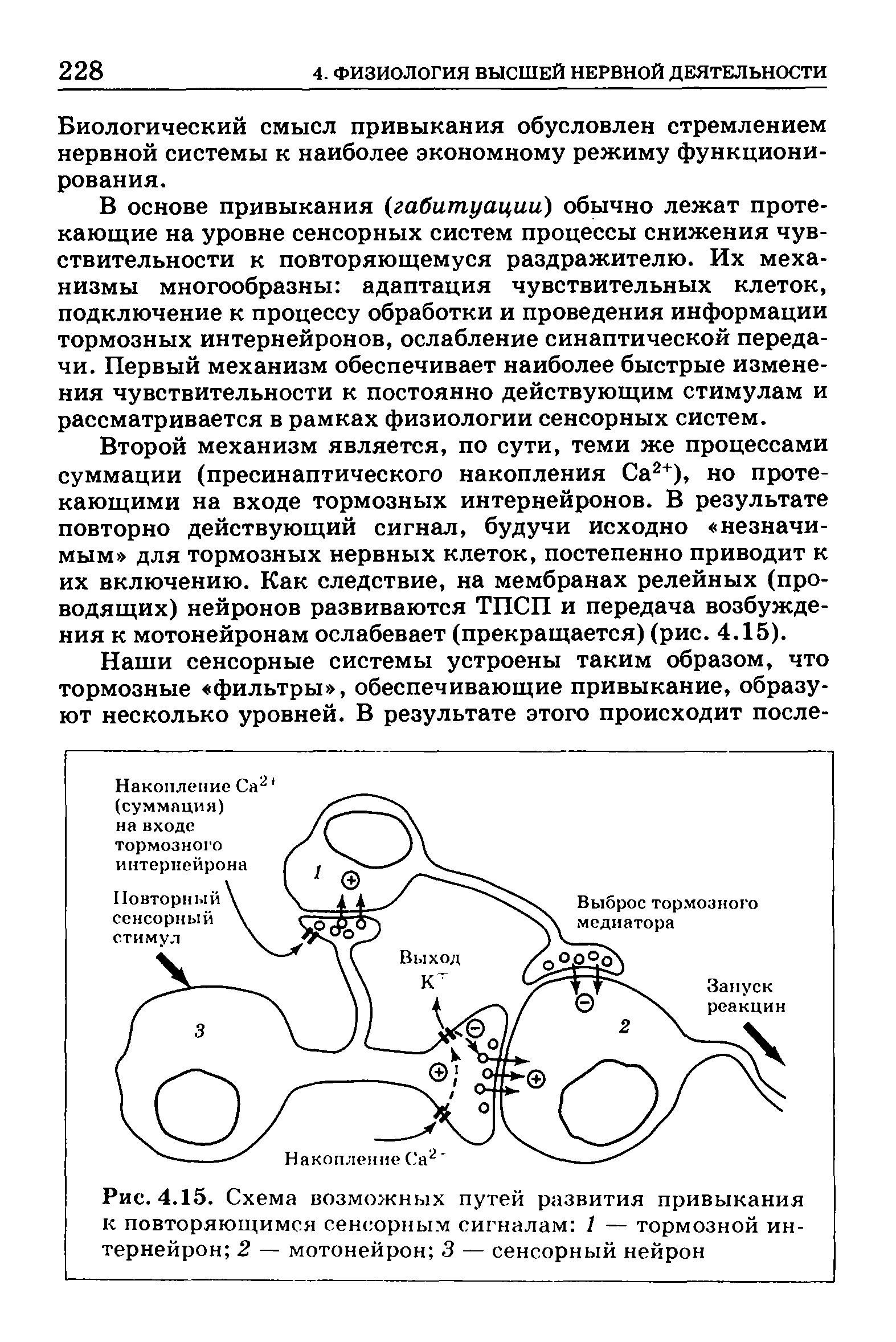 Рис. 4.15. Схема возможных путей развития привыкания к повторяющимся сенсорным сигналам 1 — тормозной интернейрон 2 — мотонейрон 3 — сенсорный нейрон...