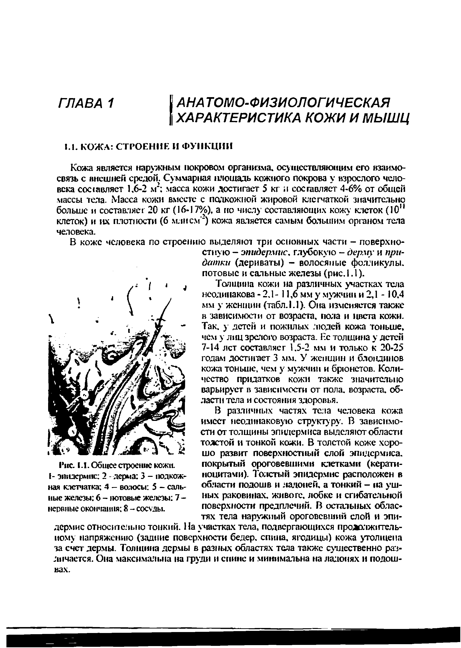 Рис. 1.1. Общее строение кожи I- эпидермис 2 - дерма 3 - подкожная клетчатка 4 - волосы 5 - сальные железы 6 - потовые железы 7 -нервные окончания 8 - сосуды.