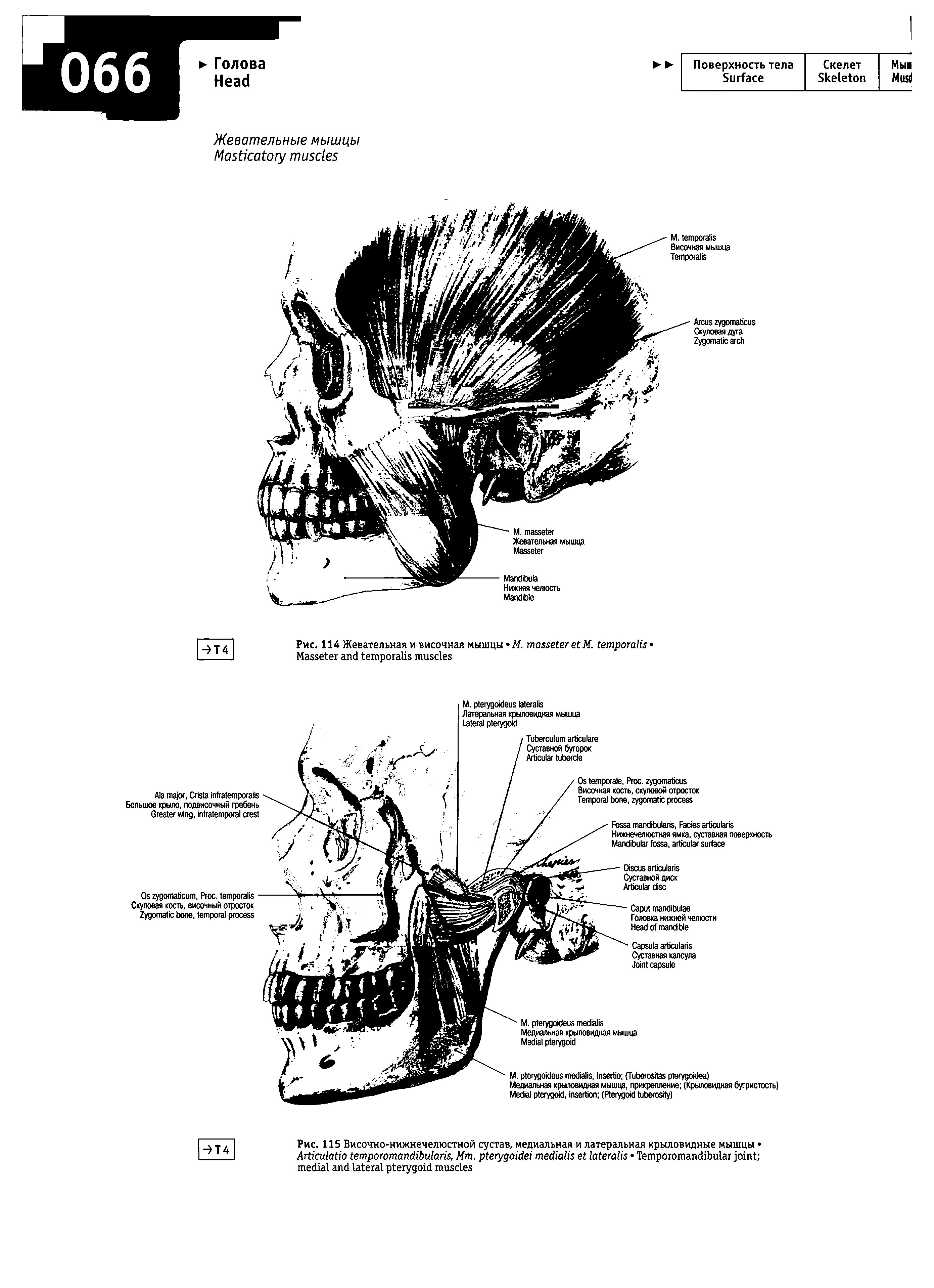Рис. 115 Височно-нижнечелюстной сустав, медиальная и латеральная крыловидные мышцы , M . T ...