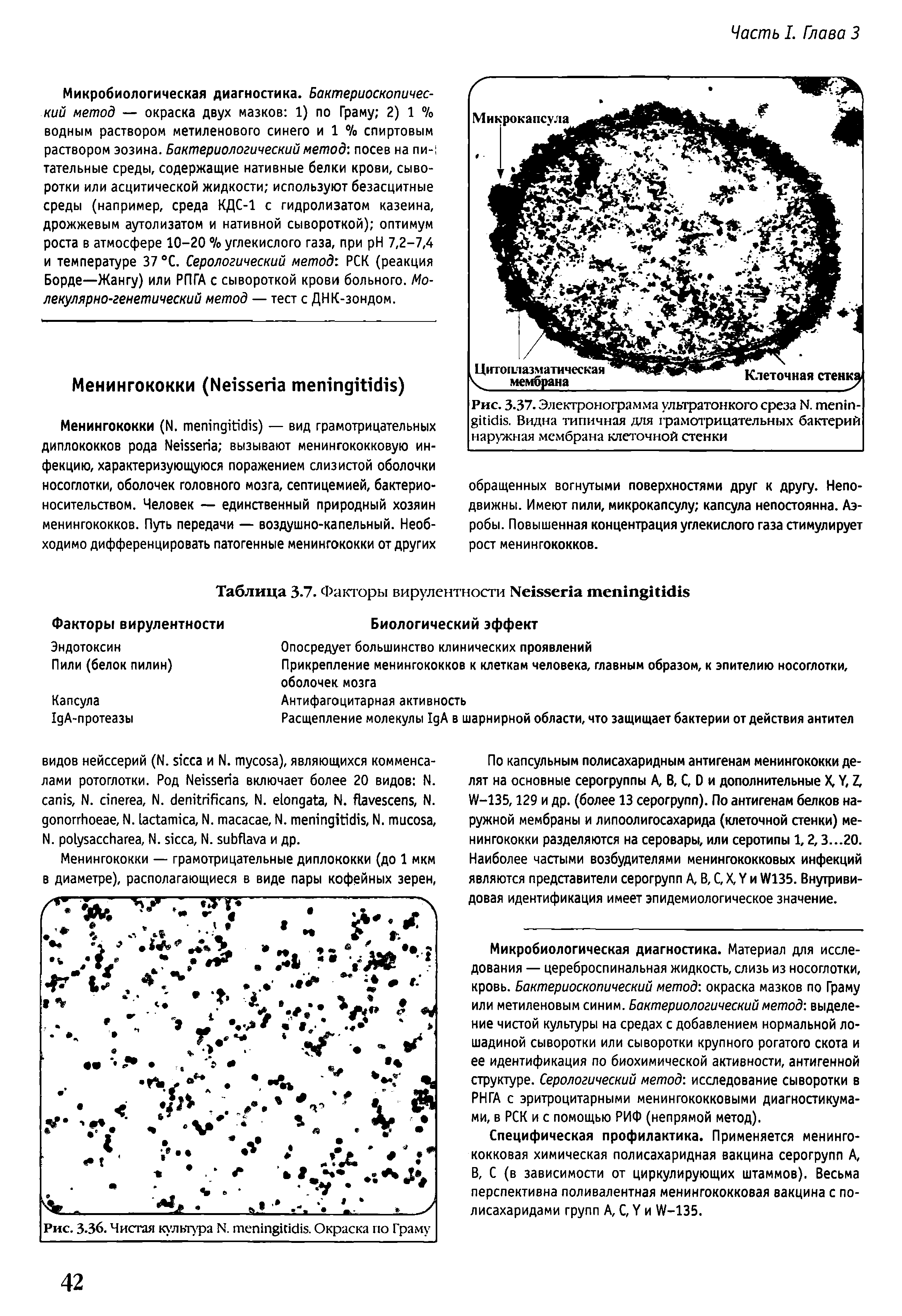 Рис. 3-37. Электронограмма ультратонкого среза N. . Видна типичная для грамотрицательных бактерий наружная мембрана клеточной стенки...