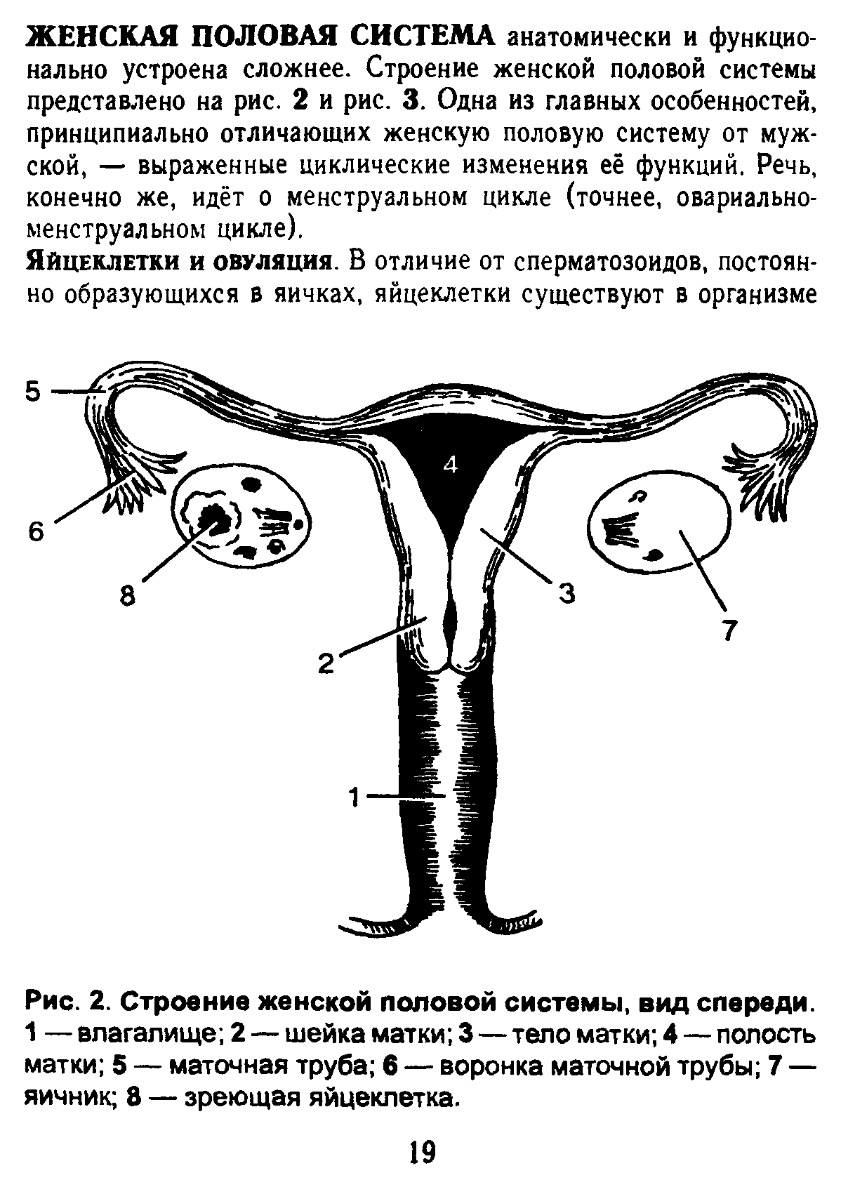 Рис. 2. Строение женской поповой системы, вид спереди. 1 — влагалище 2 — шейка матки 3 — тело матки 4 — полость матки 5 —- маточная труба 6 — воронка маточной трубы 7 — яичник 8 — зреющая яйцеклетка.