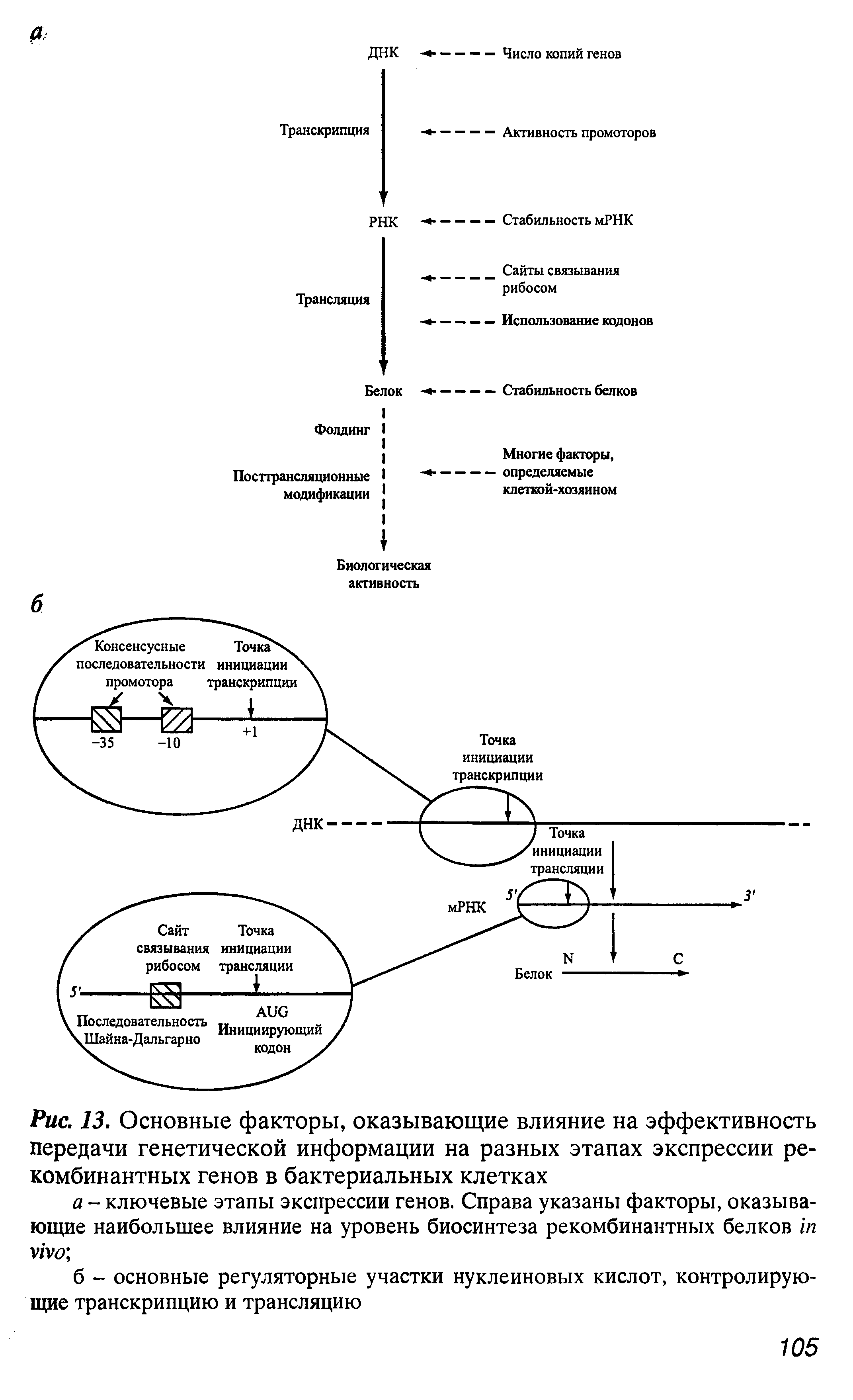 Рис. 13. Основные факторы, оказывающие влияние на эффективность передачи генетической информации на разных этапах экспрессии рекомбинантных генов в бактериальных клетках...