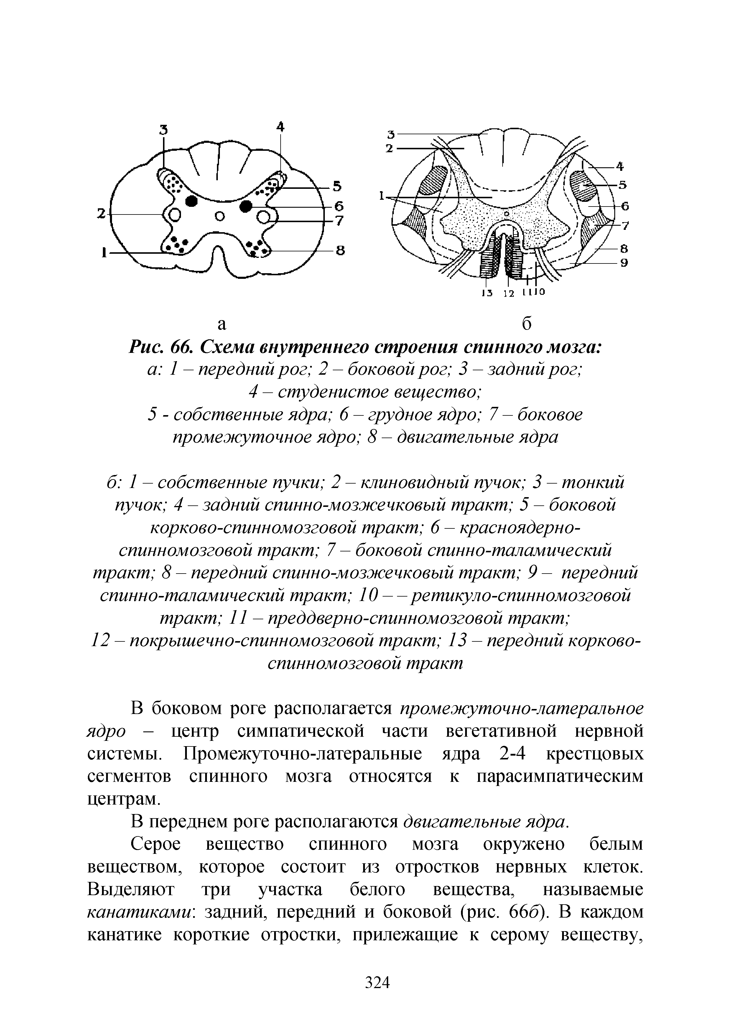 Рис. 66. Схема внутреннего строения спинного мозга а 1 - передний рог 2 - боковой рог 3 - задний рог ...