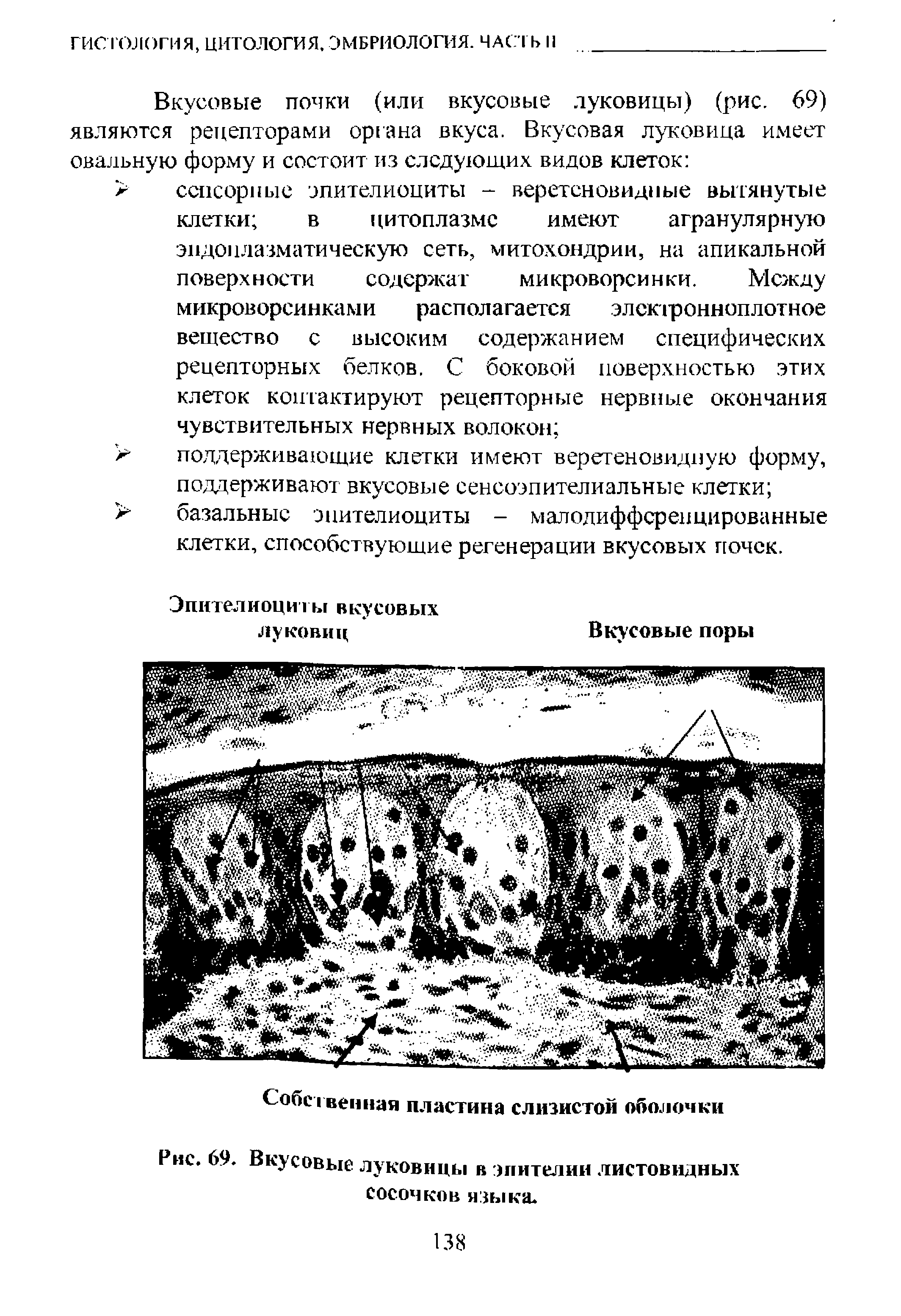 Рис. 69. Вкусовые луковицы в эпителии листовидных сосочков языка.