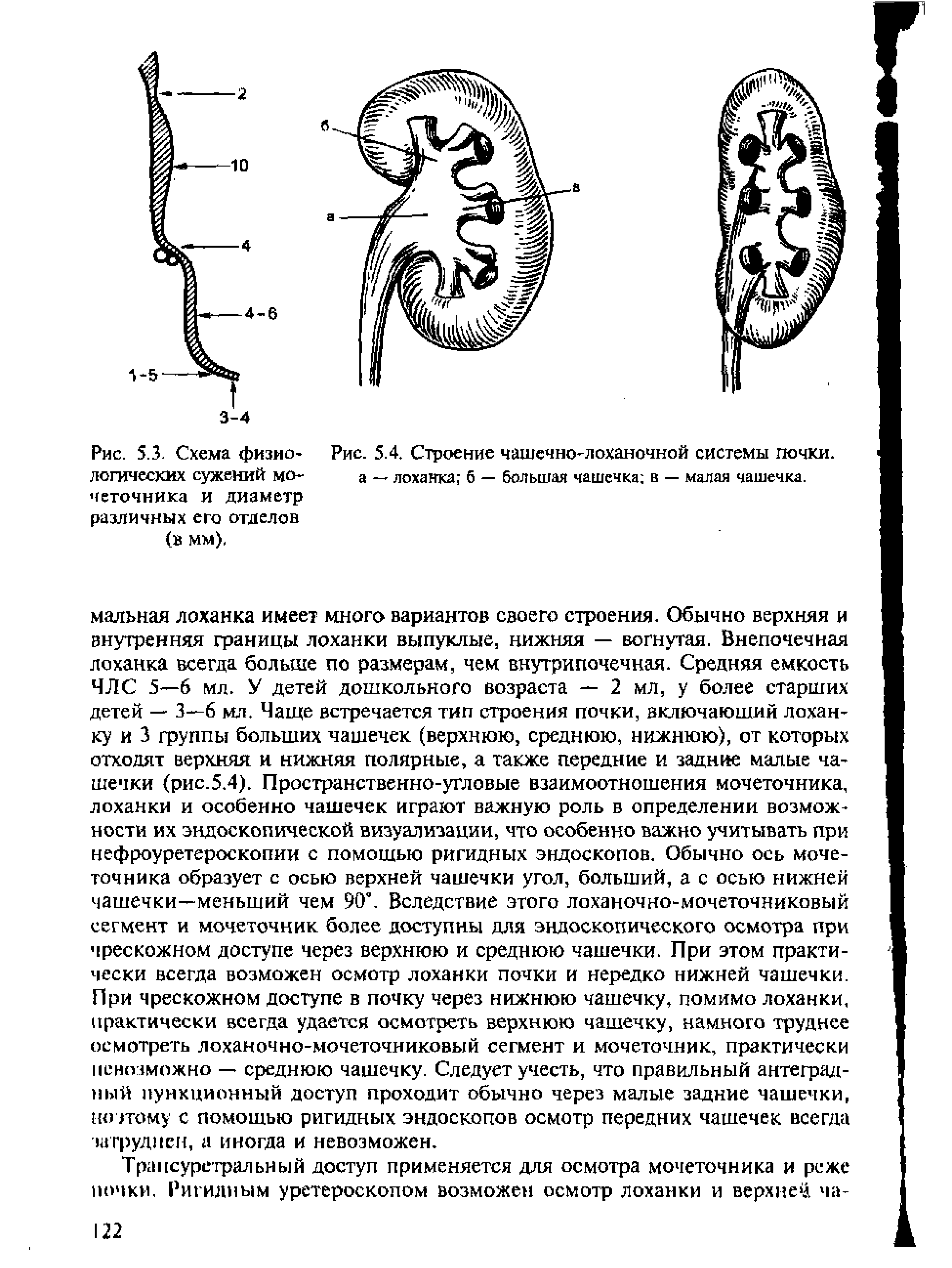 Рис. 5.4. Строение чашсч но-лоханочной системы почки, а — лоханка б — большая чашечка в — малая чашечка.