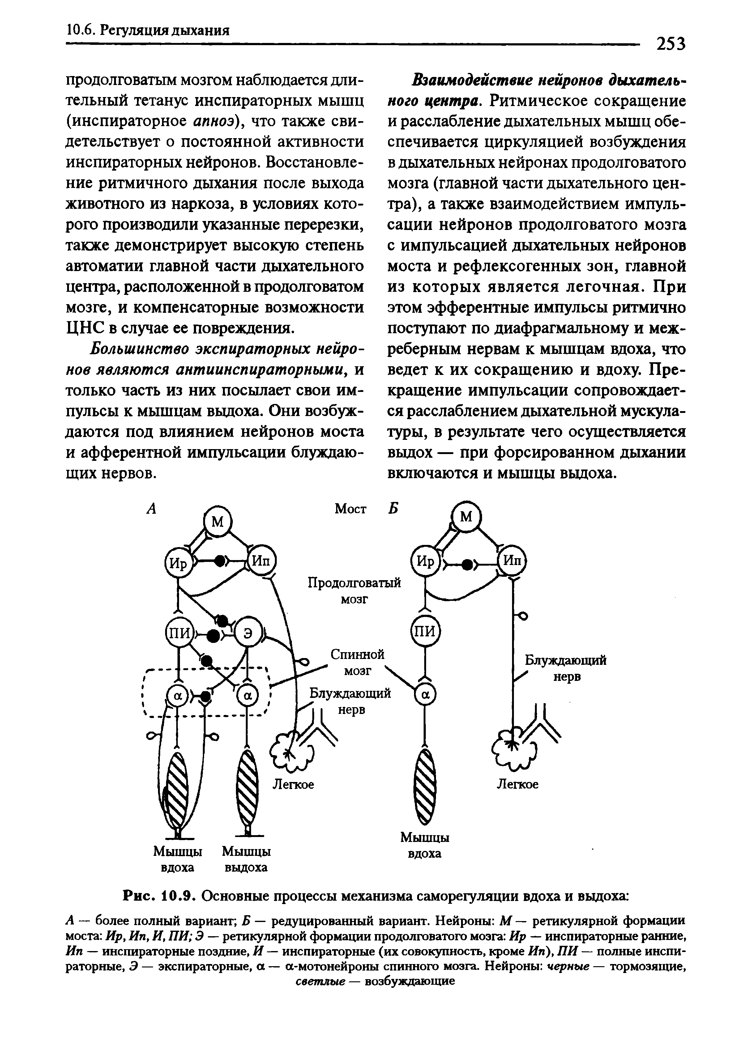 Рис. 10.9. Основные процессы механизма саморегуляции вдоха и выдоха ...