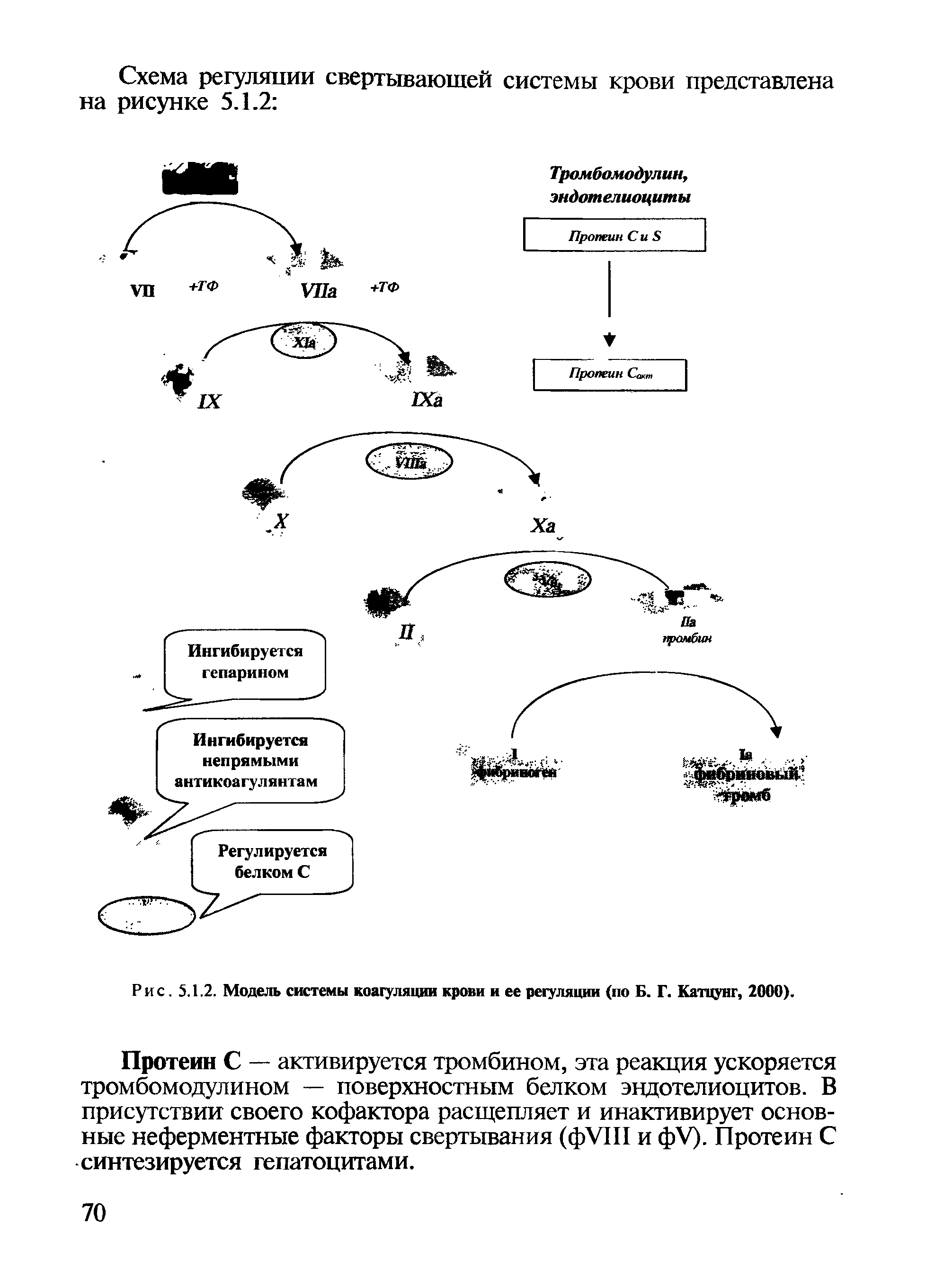 Рис. 5.1.2. Модель системы коагуляции крови и ее регуляции (по Б. Г. Катцунг, 2000).