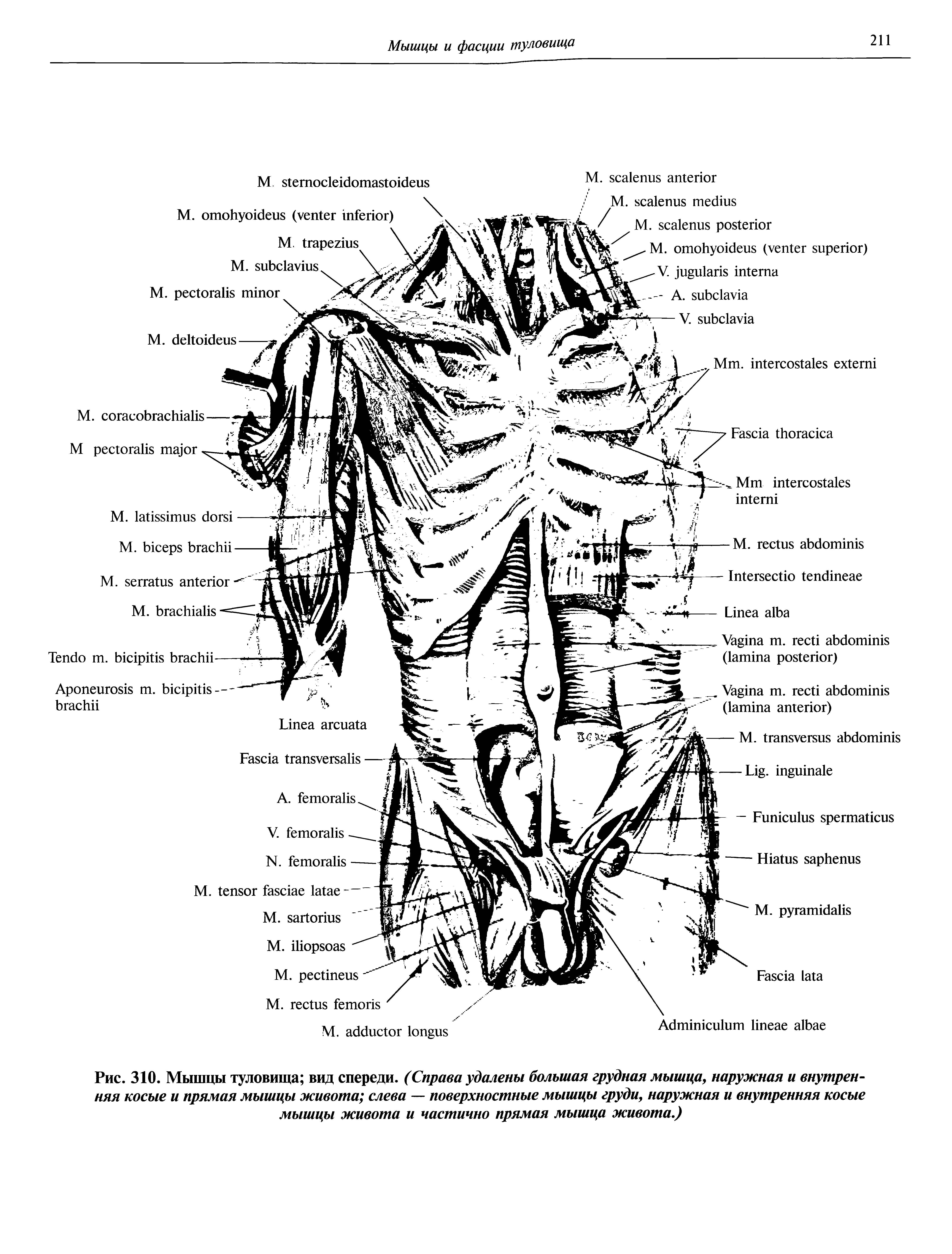 Рис. 310. Мышцы туловища вид спереди. (Справа удалены большая грудная мышца, наружная и внутренняя косые и прямая мышцы живота слева — поверхностные мышцы груди, наружная и внутренняя косые мышцы живота и частично прямая мышца живота.)...
