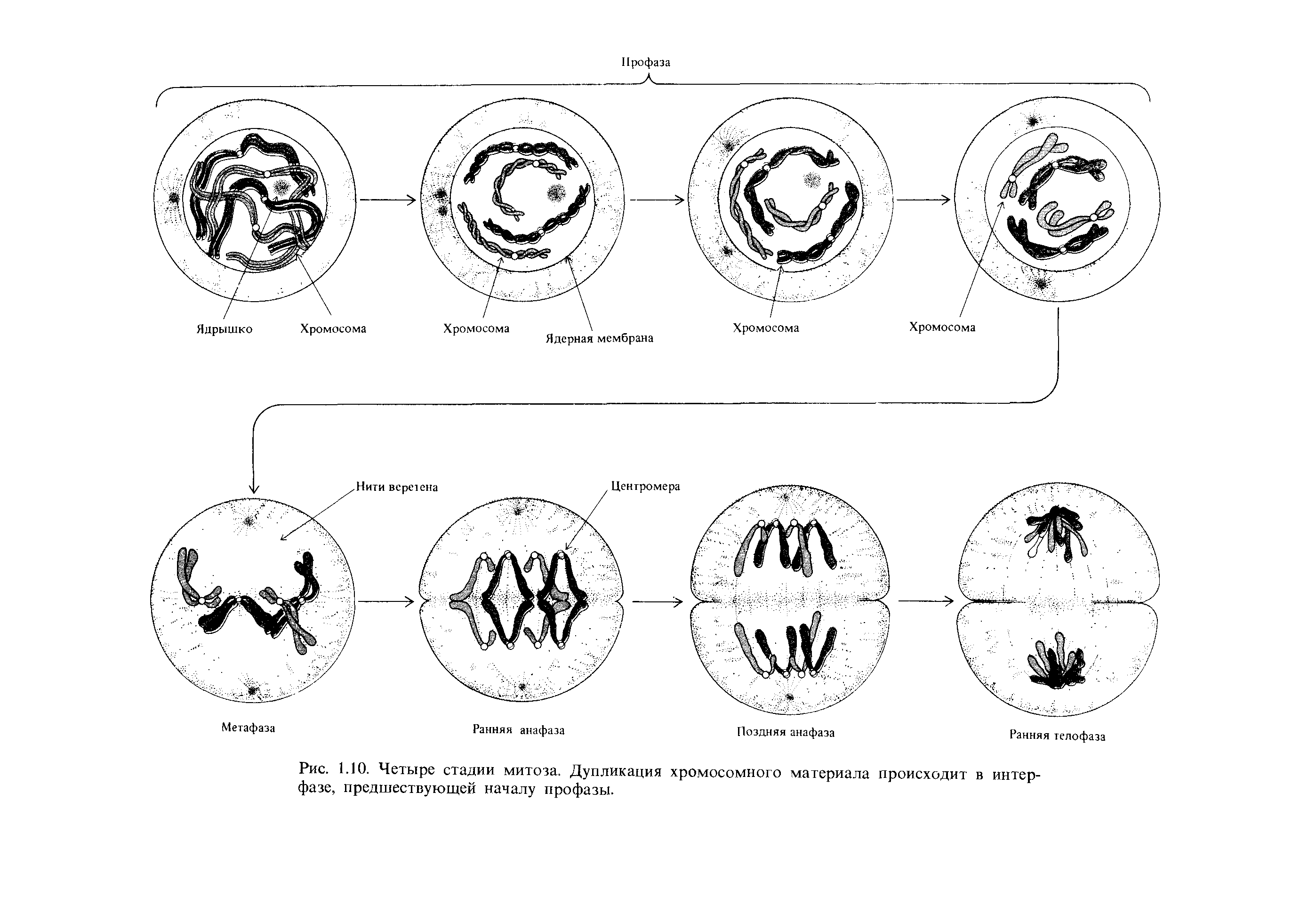 Рис. 1.10. Четыре стадии митоза. Дупликация хромосомного материала происходит в интер-фазе, предшествующей началу профазы.