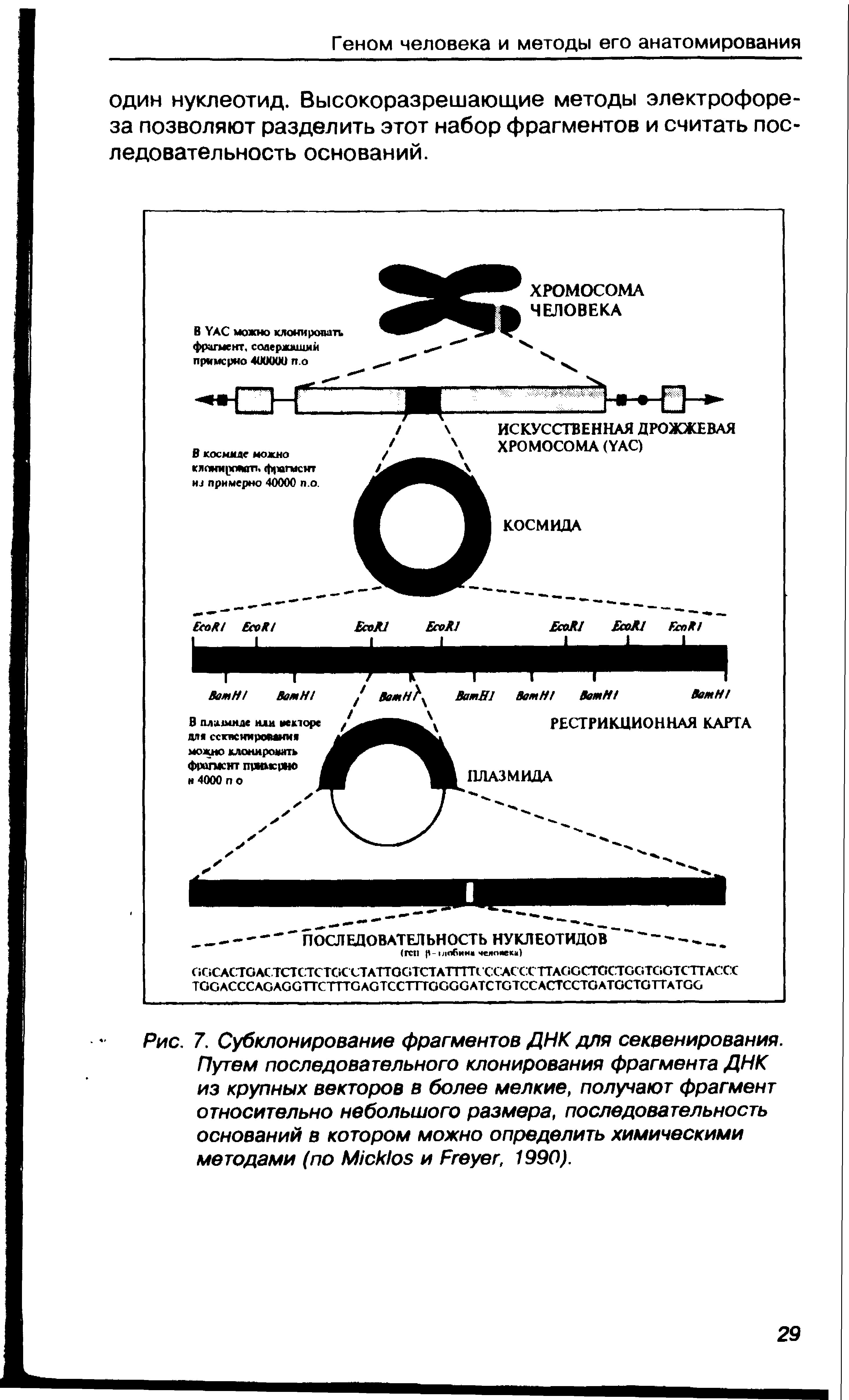 Рис. 7. Субклонирование фрагментов ДНК для секвенирования. Путем последовательного клонирования фрагмента ДНК из крупных векторов в более мелкие, получают фрагмент относительно небольшого размера, последовательность оснований в котором можно определить химическими методами (по МюШов и Ргеуег, 1990).