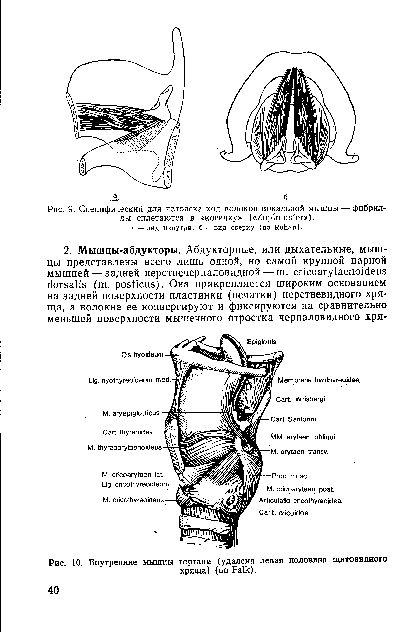 Рис. 10. Внутренние мышцы гортани (удалена левая половина щитовидного хряща) (по F ).