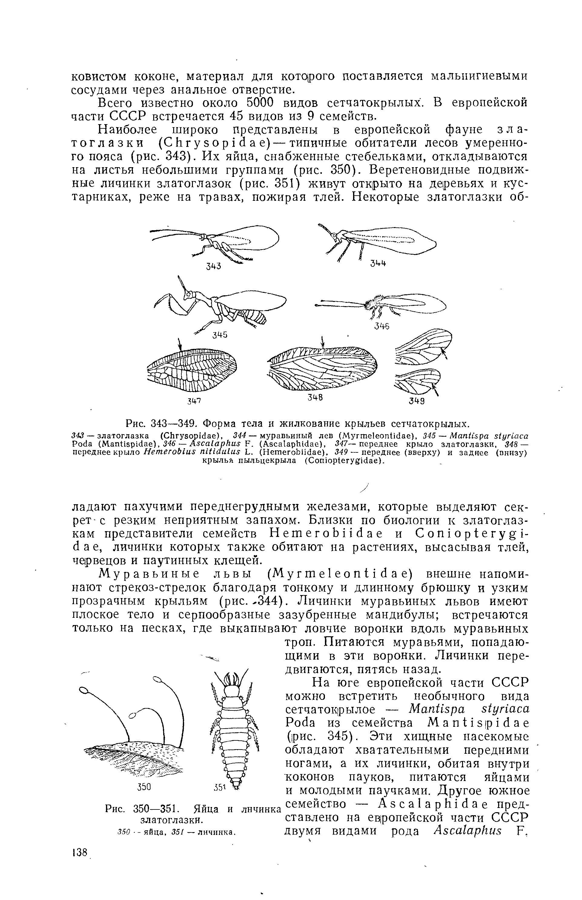 Рис. 350-351. Яйца и личинкасемейство A пред-златоглазки. ставлено на европейской части СССР...