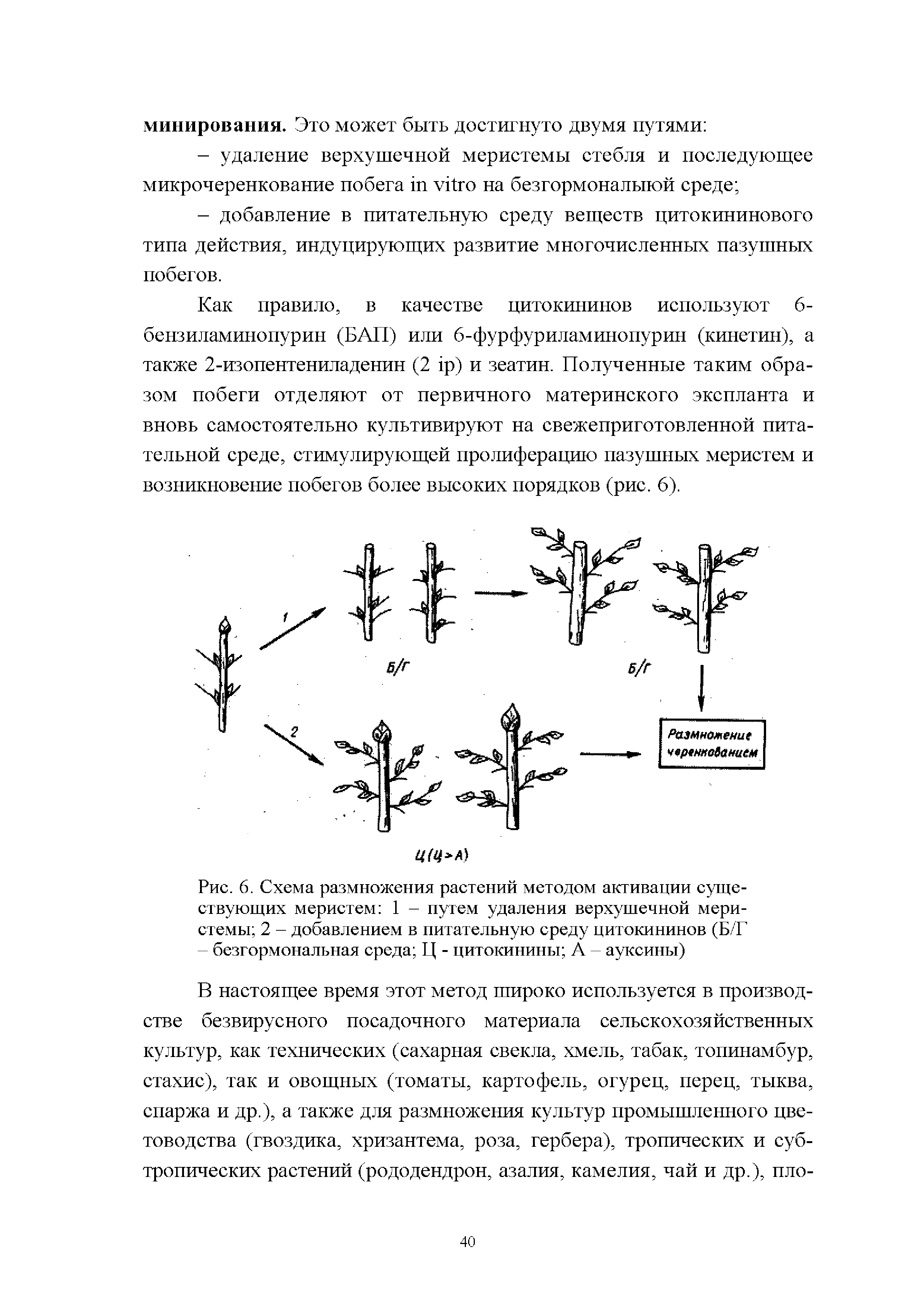 Рис. 6. Схема размножения растений методом активации существующих меристем 1 - путем удаления верхушечной меристемы 2 - добавлением в питательную среду цитокининов (Б/Г безгормональная среда Ц - цитокинины А ауксины)...