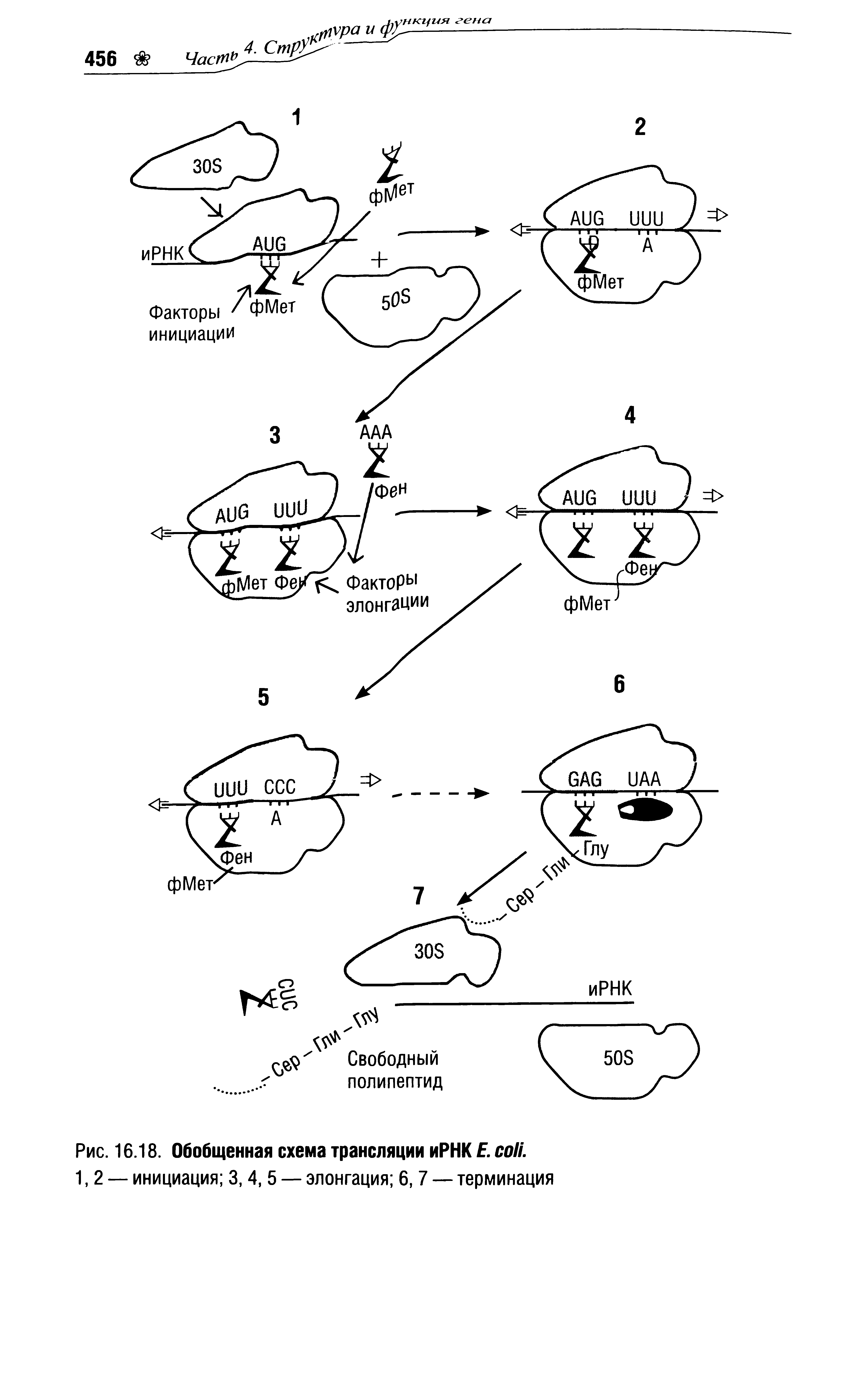 Рис. 16.18. Обобщенная схема трансляции иРНК Е. . 1,2 — инициация 3,4, 5 — элонгация 6,7 — терминация...