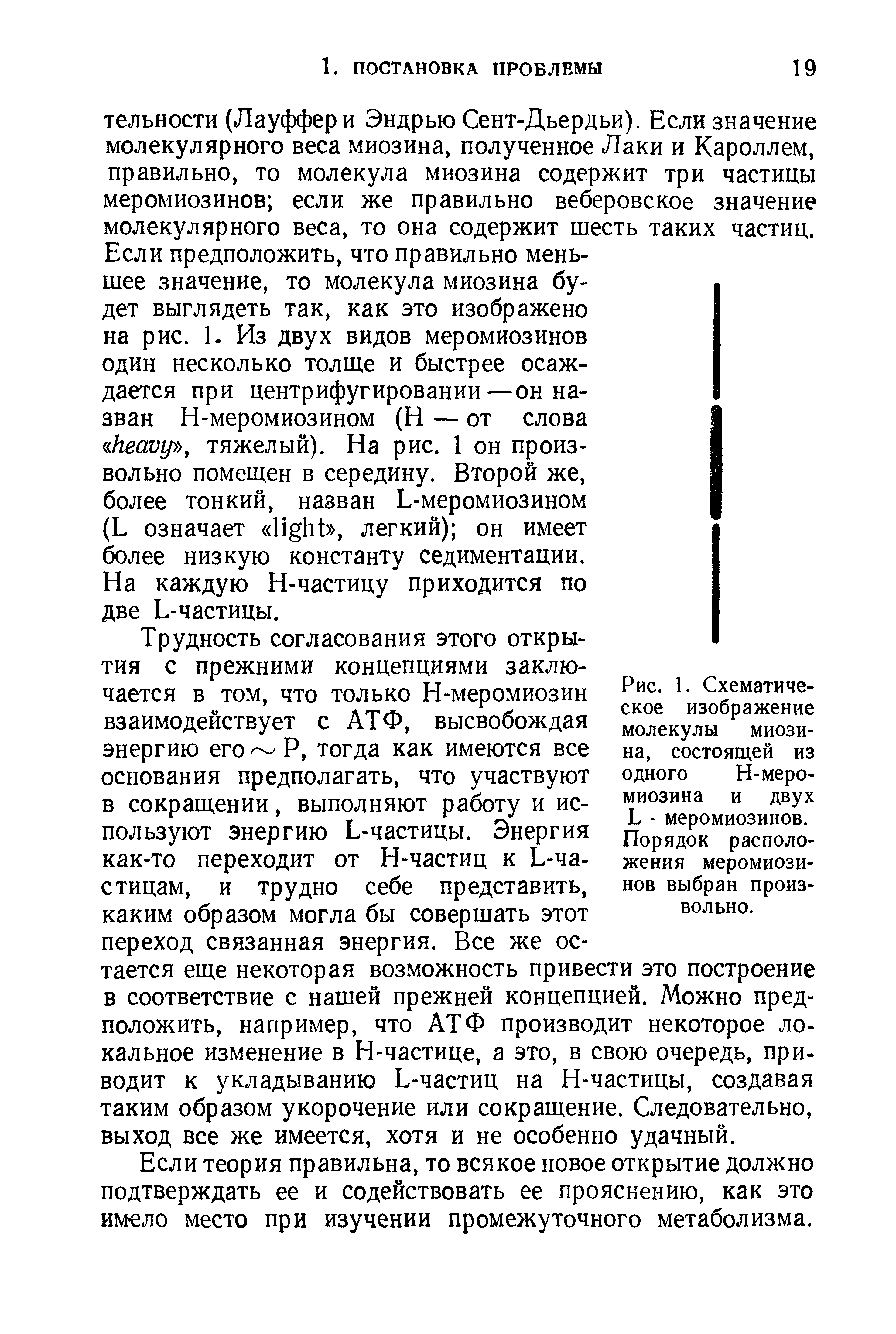 Рис. 1. Схематическое изображение молекулы миозина, состоящей из одного Н-меромиозина и двух Ь - меромиозинов. Порядок расположения меромиозинов выбран произвольно.