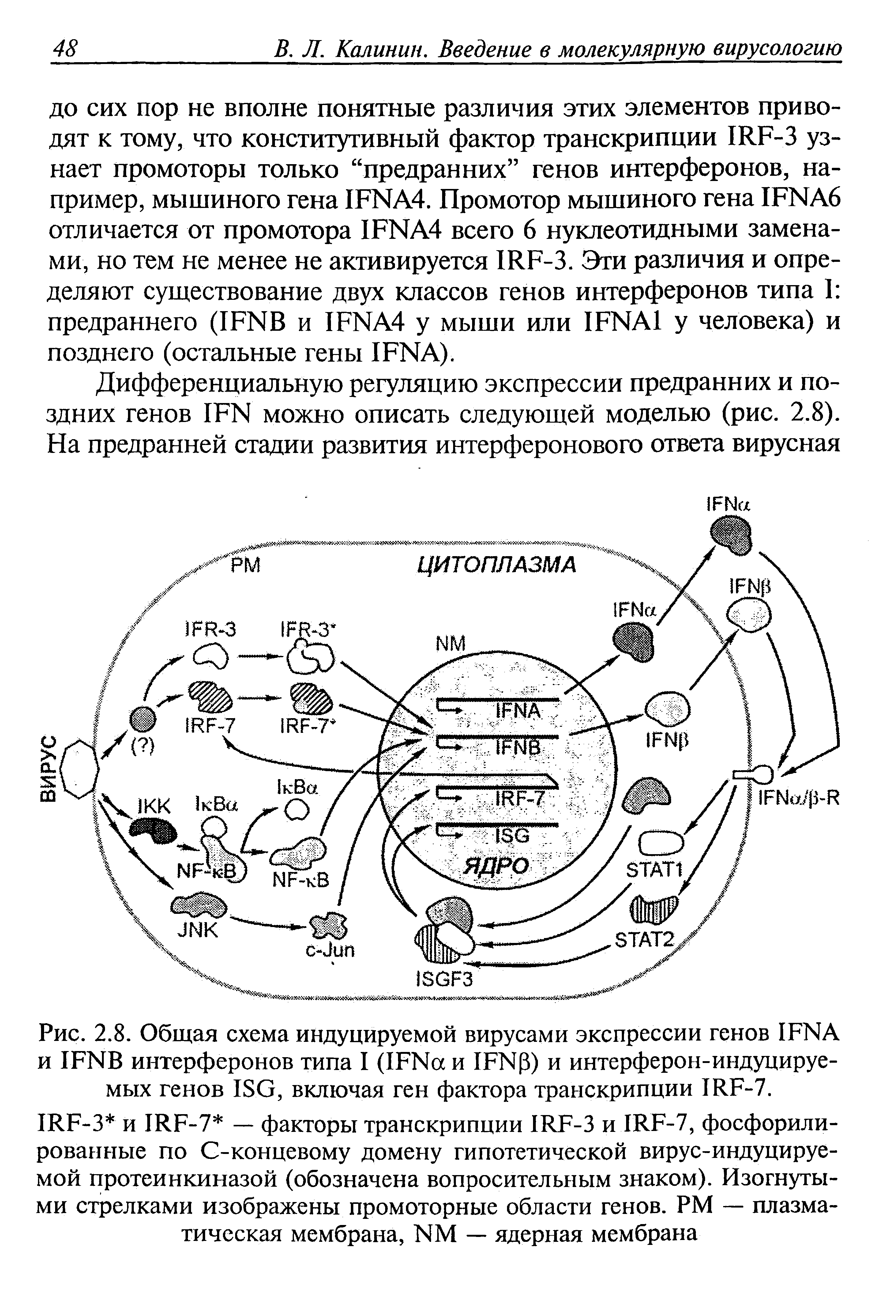 Рис. 2.8. Общая схема индуцируемой вирусами экспрессии генов 1Е№А и ШИВ интерферонов типа I (ШИа и 1Р 43) и интерферон-индуцируемых генов 180, включая ген фактора транскрипции ШР-7.