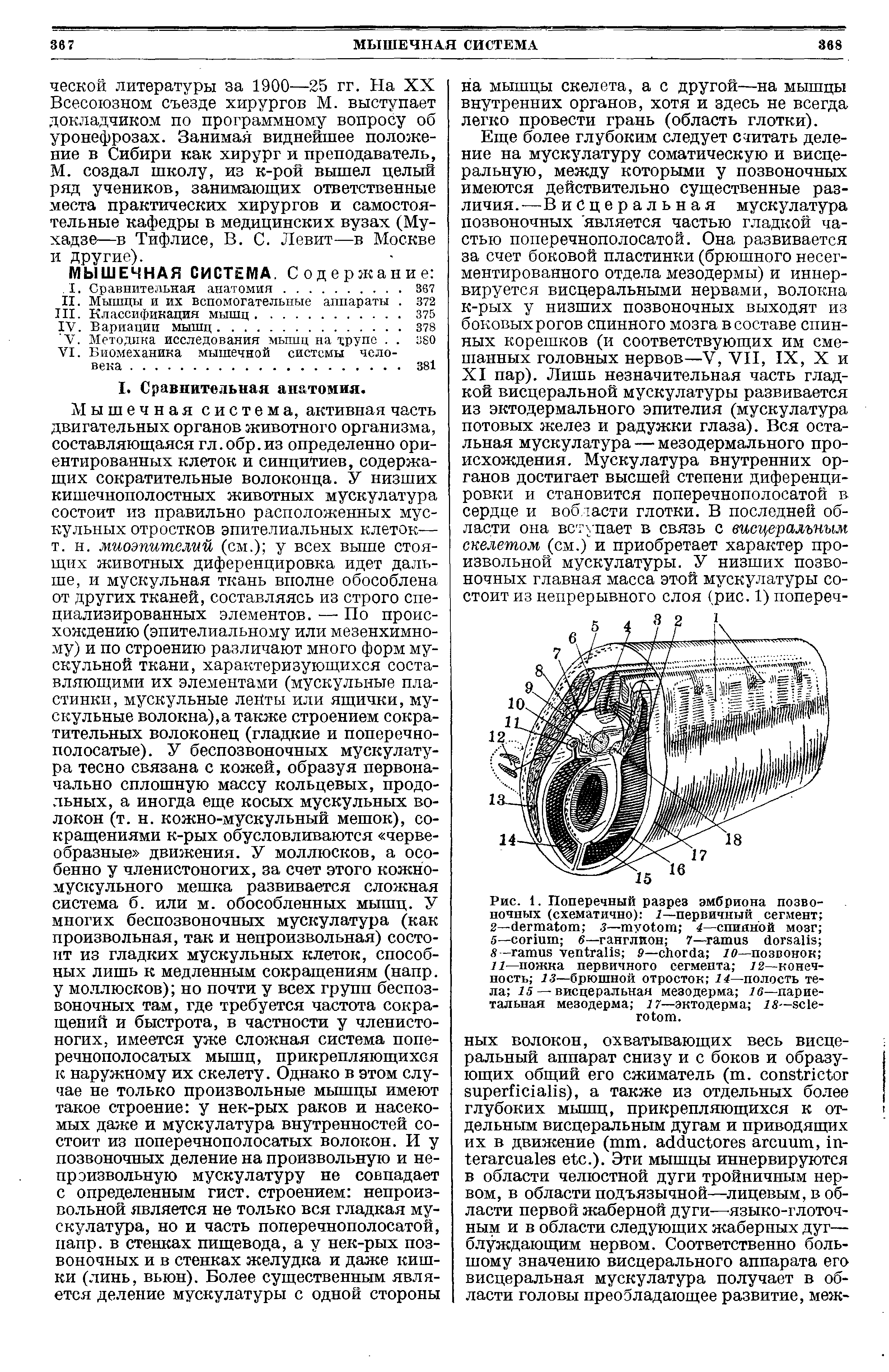 Рис. 1. Поперечный разрез эмбриона позвоночных (схематично) 1—первичный сегмент 2— з— 4—спинной мозг 5— 6—ганглион 7— 8 - 9— 10—позвонок 11—ножка первичного сегмента 12—конечность 13—брюшной отросток 14—полость тела 15 — висцеральная мезодерма 16—париетальная мезодерма 17—эктодерма 18— - .