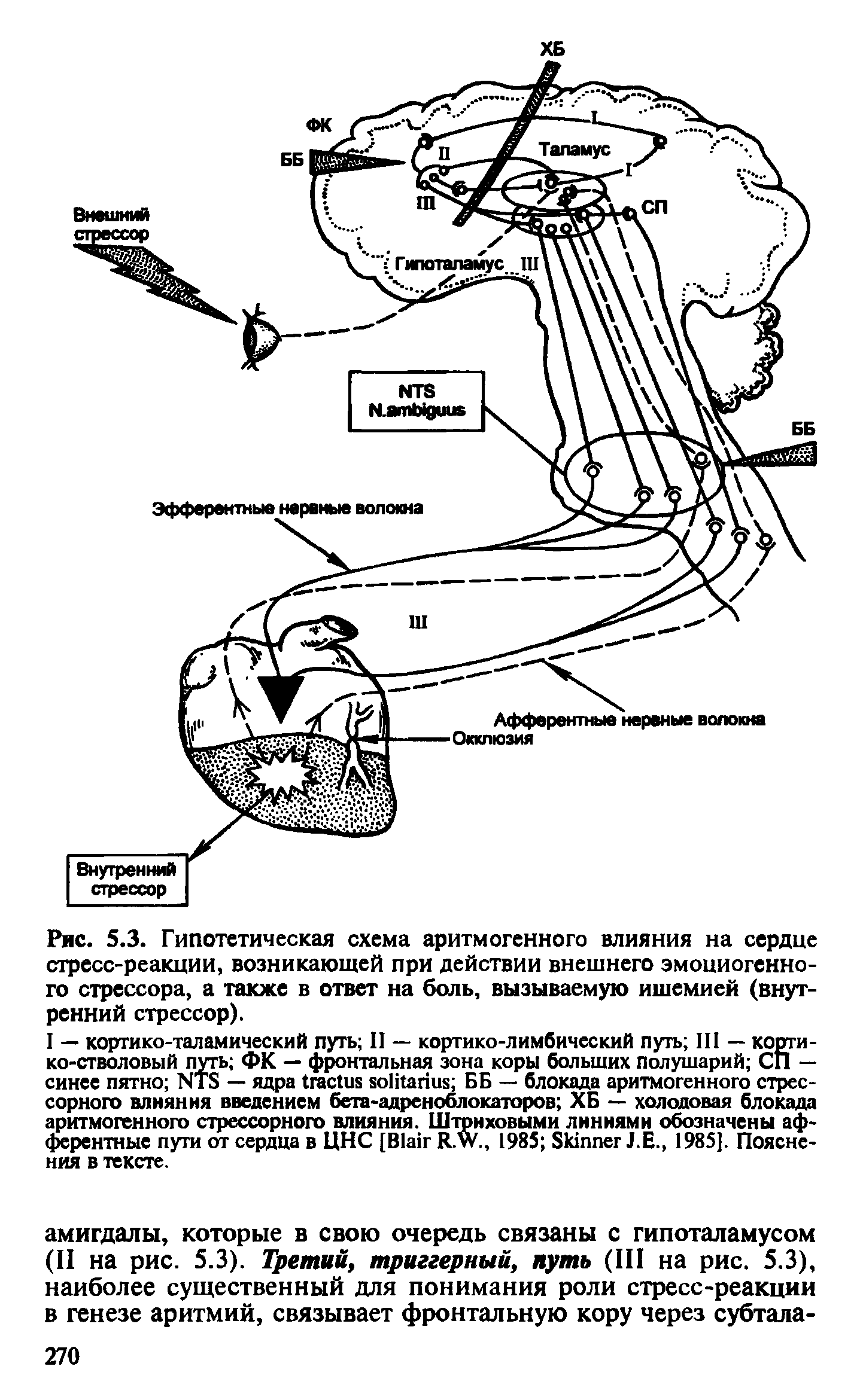 Рис. 5.3. Гипотетическая схема аритмогенного влияния на сердце стресс-реакции, возникающей при действии внешнего эмоциогенно-го стрессора, а также в ответ на боль, вызываемую ишемией (внутренний стрессор).