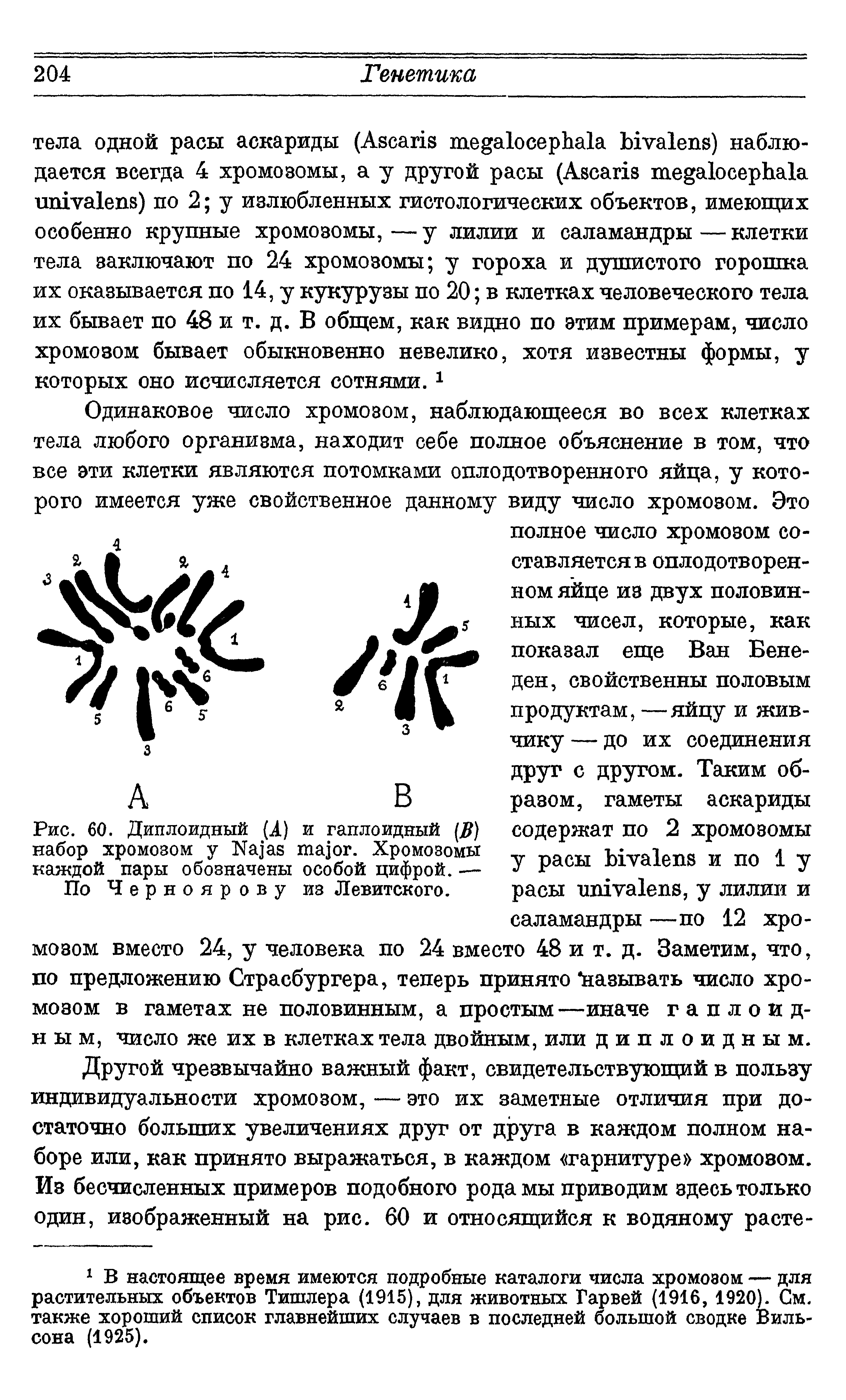 Рис. 60. Диплоидный (4) и гаплоидный (/ ) набор хромозом у N . Хромозомы каждой пары обозначены особой цифрой. — По Черноярову из Левитского.