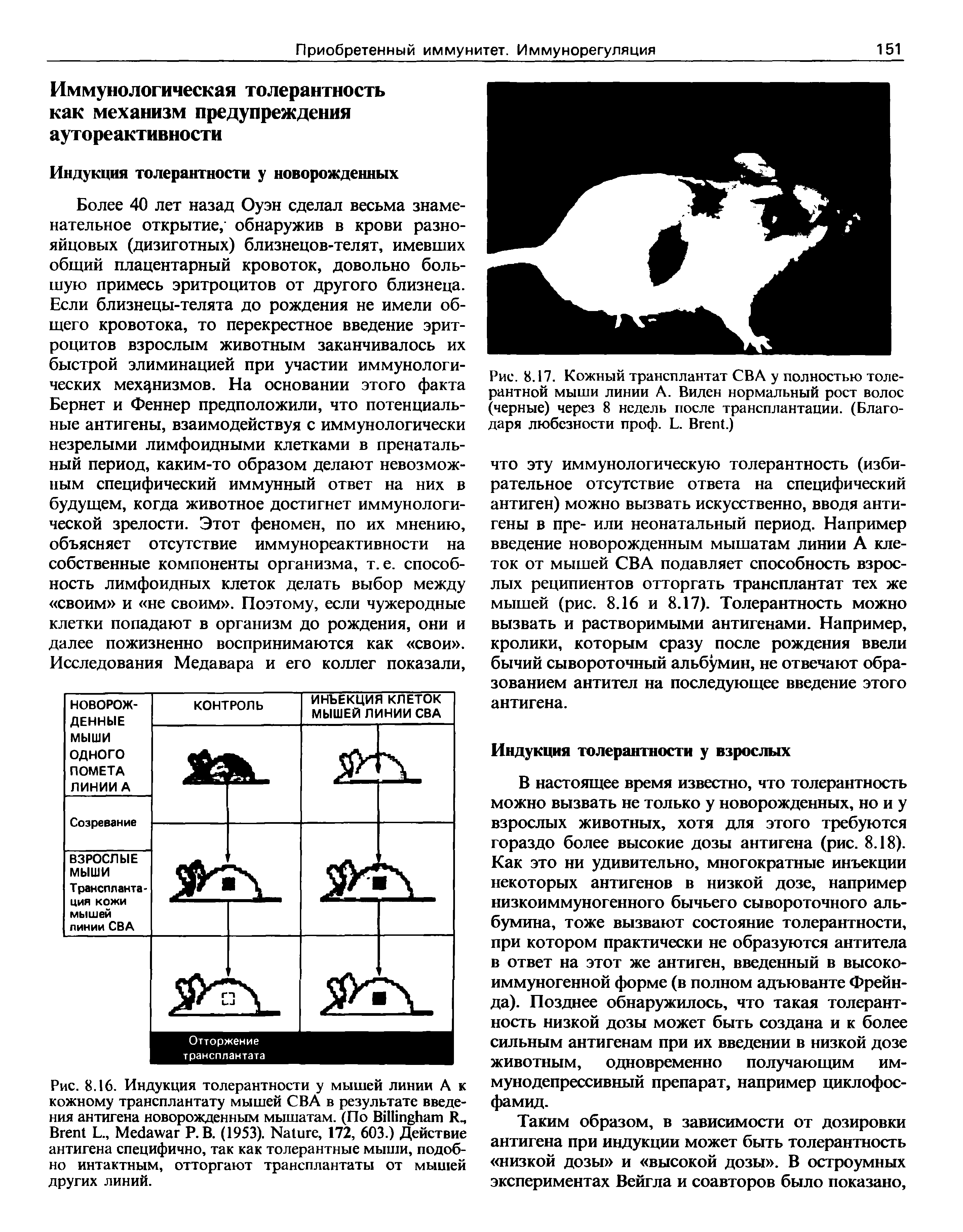 Рис. 8.16. Индукция толерантности у мышей линии А к кожному трансплантату мышей СВА в результате введения антигена новорожденным мышатам. (По B R-, B L., M P. В. (1953). N , 172, 603.) Действие антигена специфично, так как толерантные мыши, подобно интактным, отторгают трансплантаты от мышей других линий.