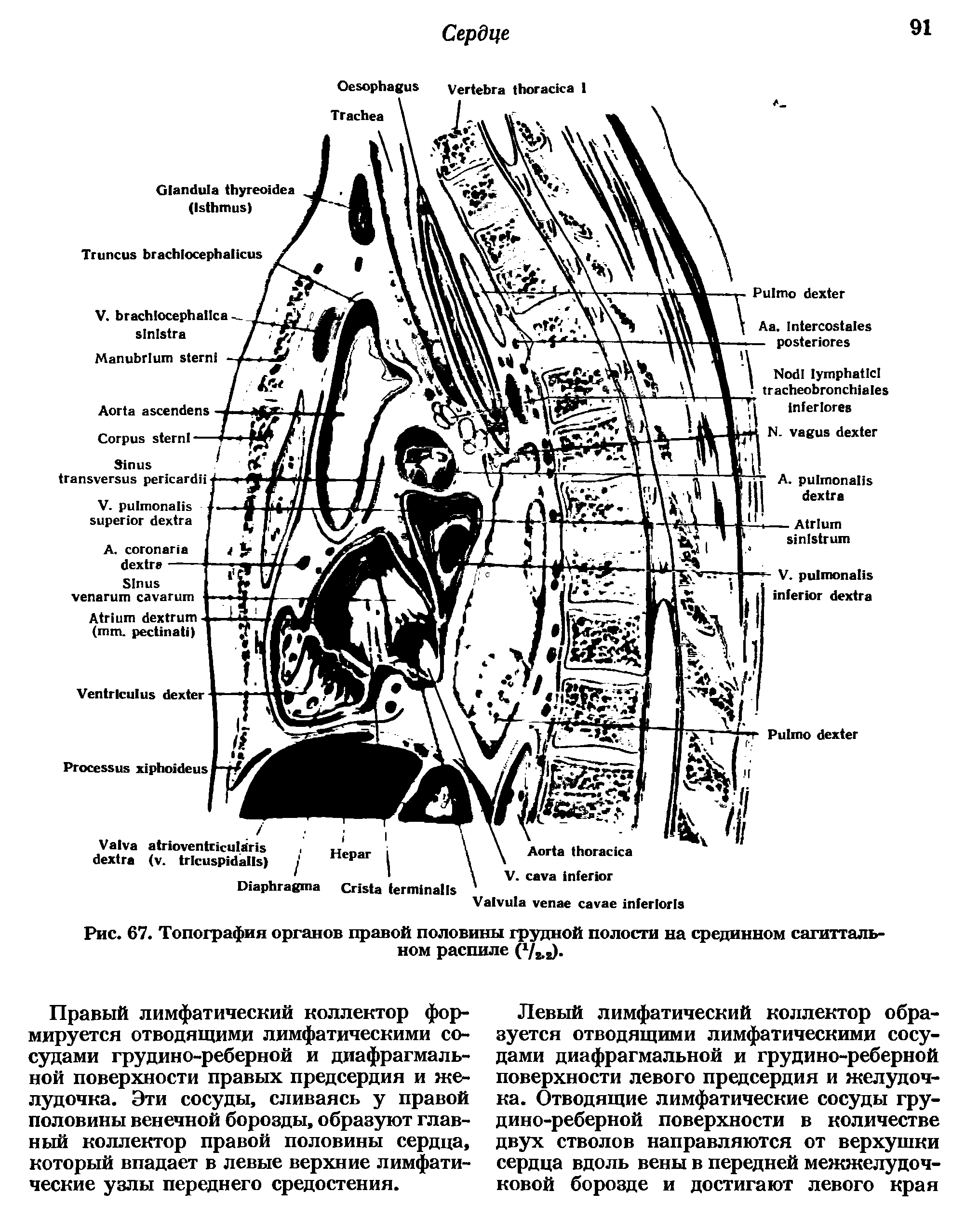 Рис. 67. Топография органов правой половины грудной полости на срединном сагиттальном распиле (7к1).
