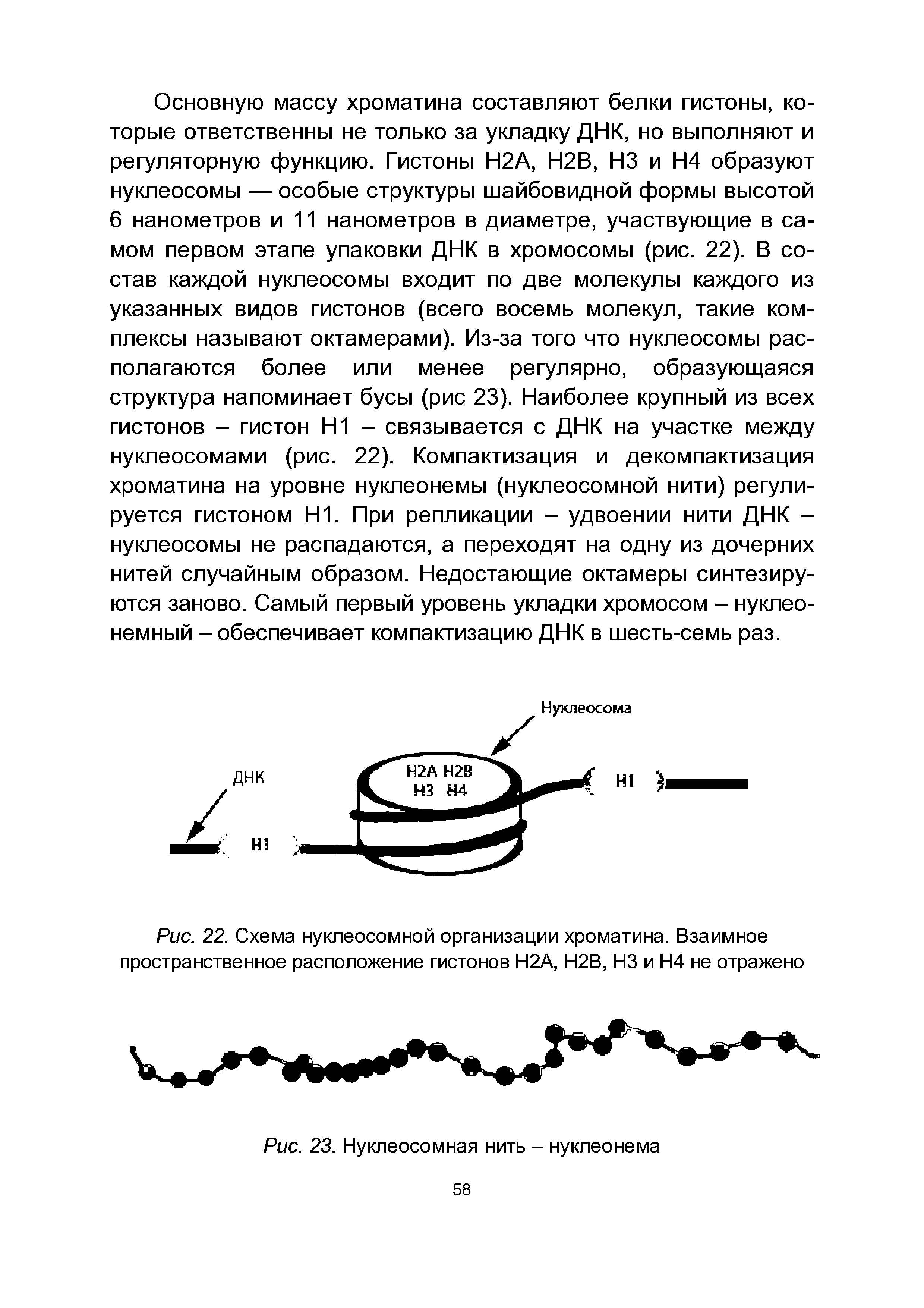 Рис. 22. Схема нуклеосомной организации хроматина. Взаимное пространственное расположение гистонов Н2А, Н2В, НЗ и Н4 не отражено...