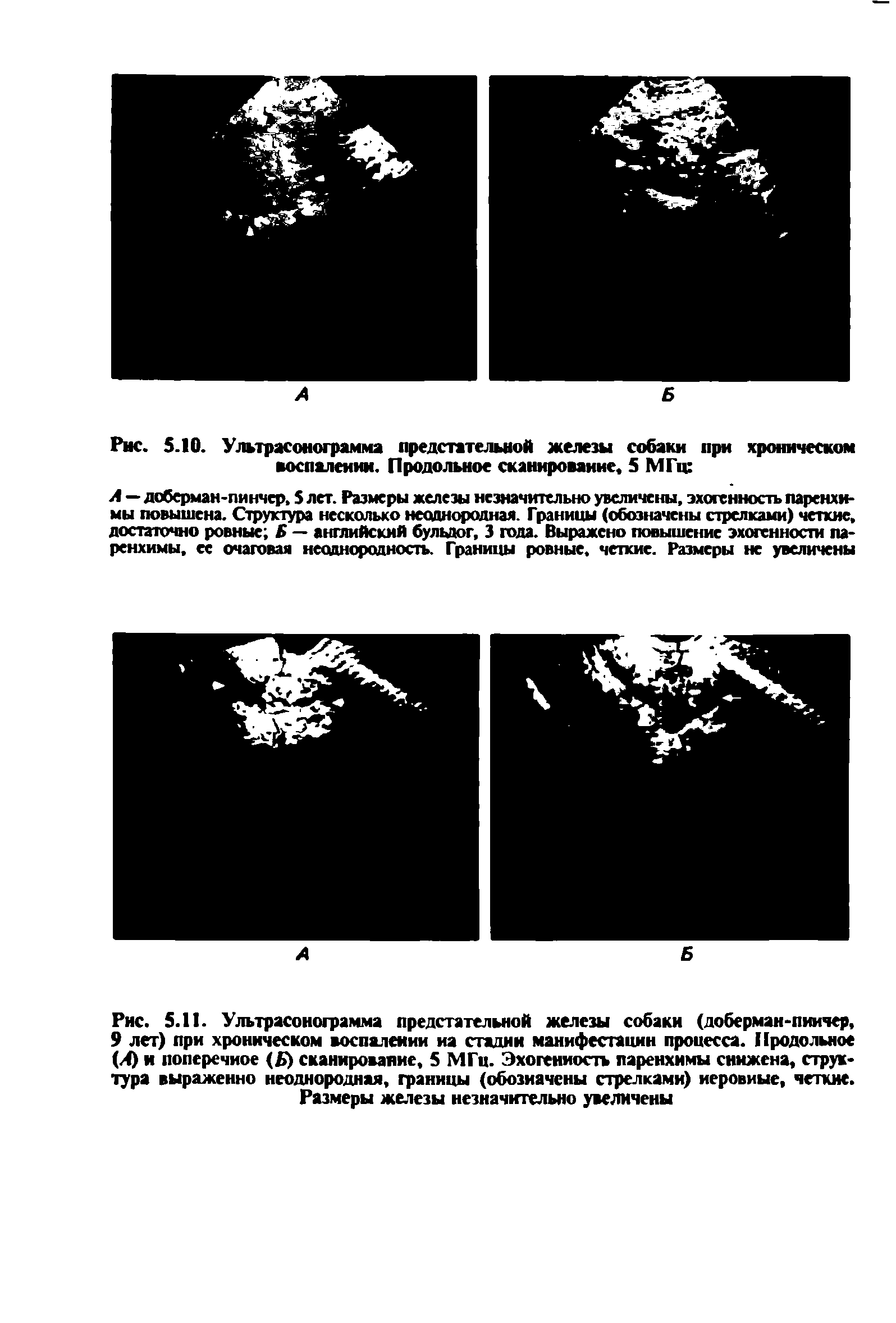 Рис. 5.11. Ультрасонограм.ма предстательной железы собаки (доберман-пинчер, 9 лет) при хроническом воспалении иа стадии манифестации процесса. Продольное (Л) и поперечное ( ) сканирование, 5 МГц. Эхогенность паренхимы снижена, структура выражение неоднородная, границы (обозначены стрелками) неровные, четкие.