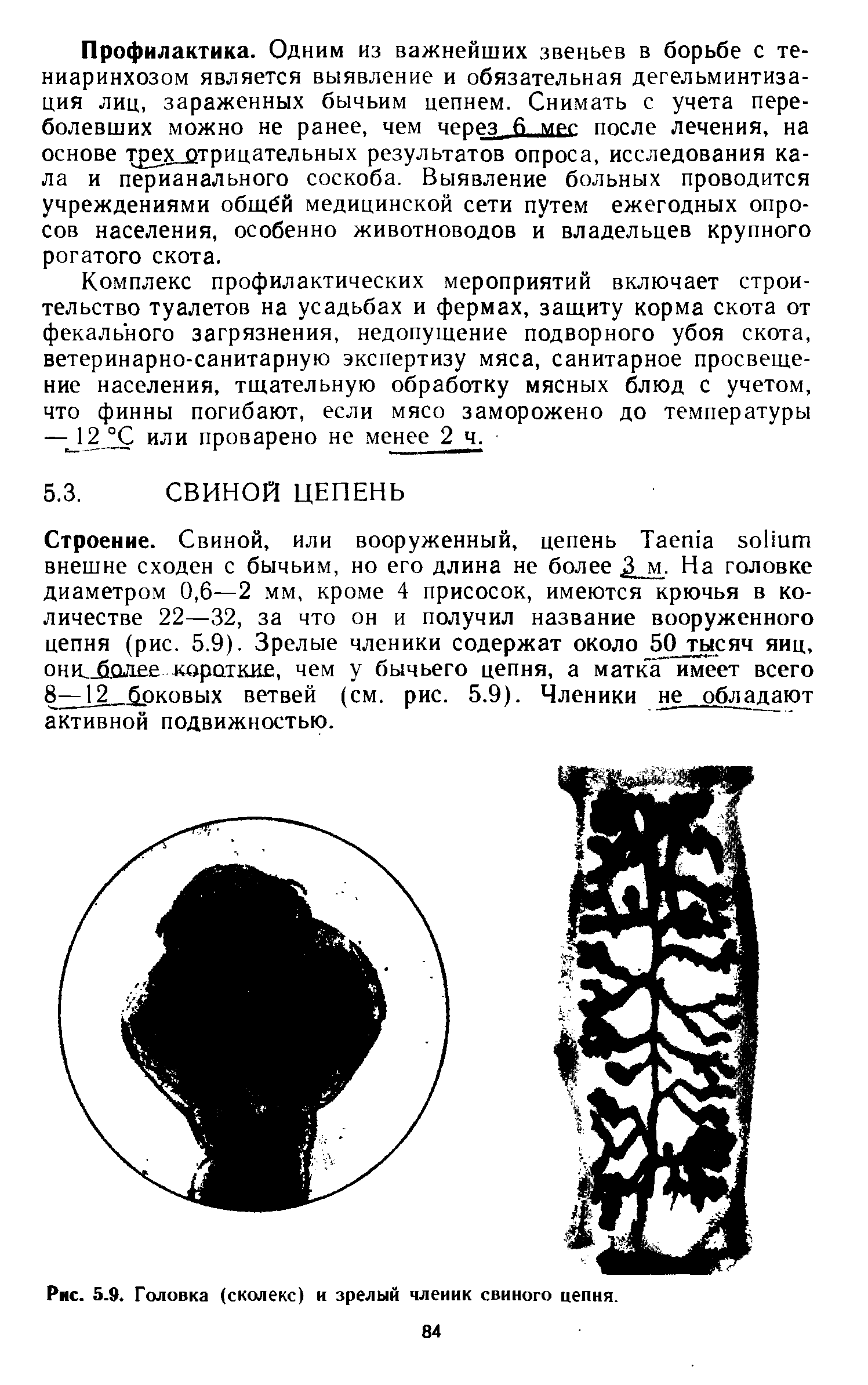 Рис. 5.9. Головка (сколекс) и зрелый членик свиного цепня.