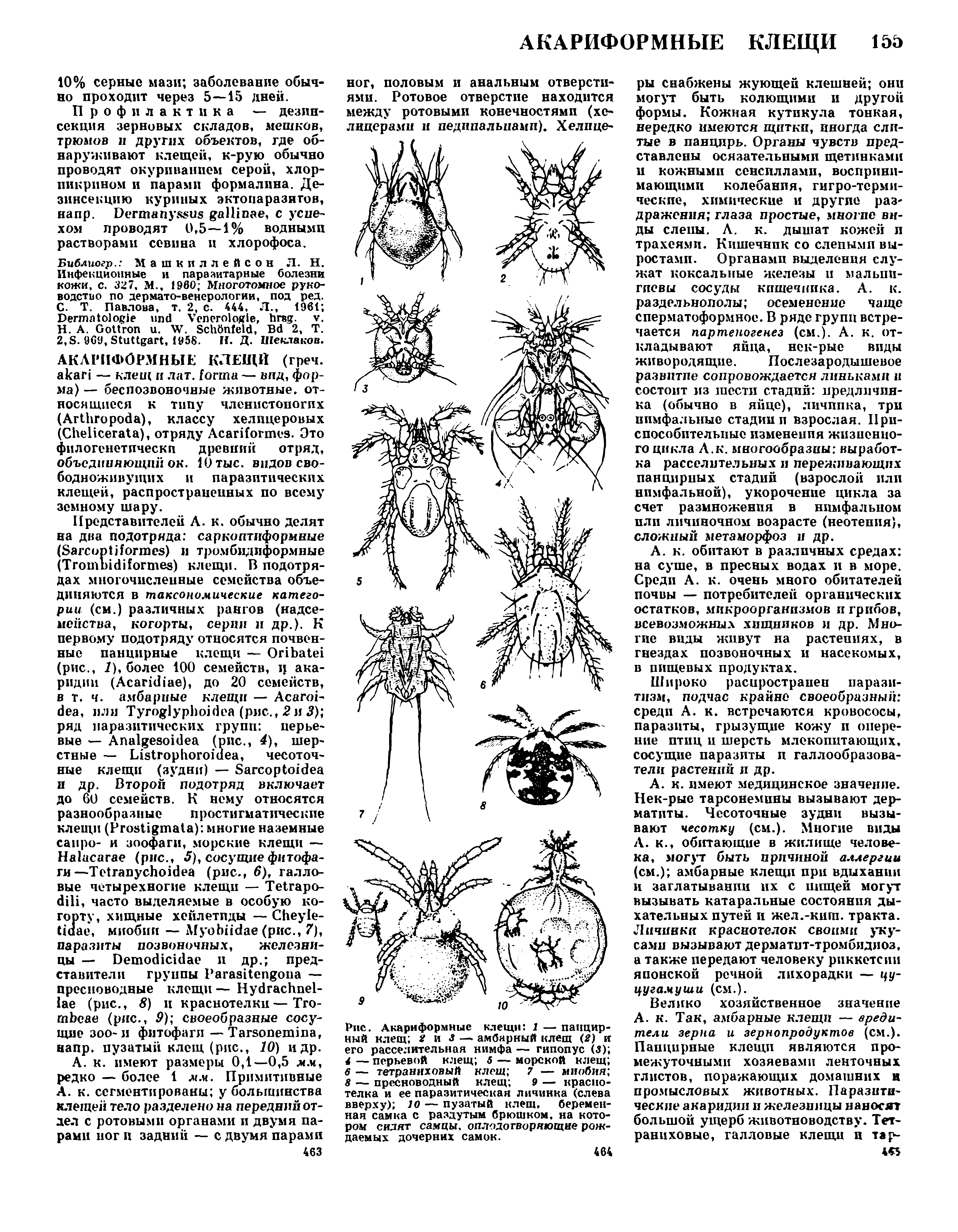 Рис. Акариформные клещи 1 — панцирный клещ 2 и з — амбарный клещ (2) и его расселительная нимфа — гипопус (3) 4 — перьевой клещ 5 — морской клещ 6 — тетраннховыП клещ 7 — мнобпя 8 — пресноводный клещ 9 — краспо-телка и ее паразитическая личинка (слева вверху) 10 — пузатый клещ, беременная самка с раздутым брюшком, на котором сидят самцы, оплодотворяющие рождаемых дочерних самок.