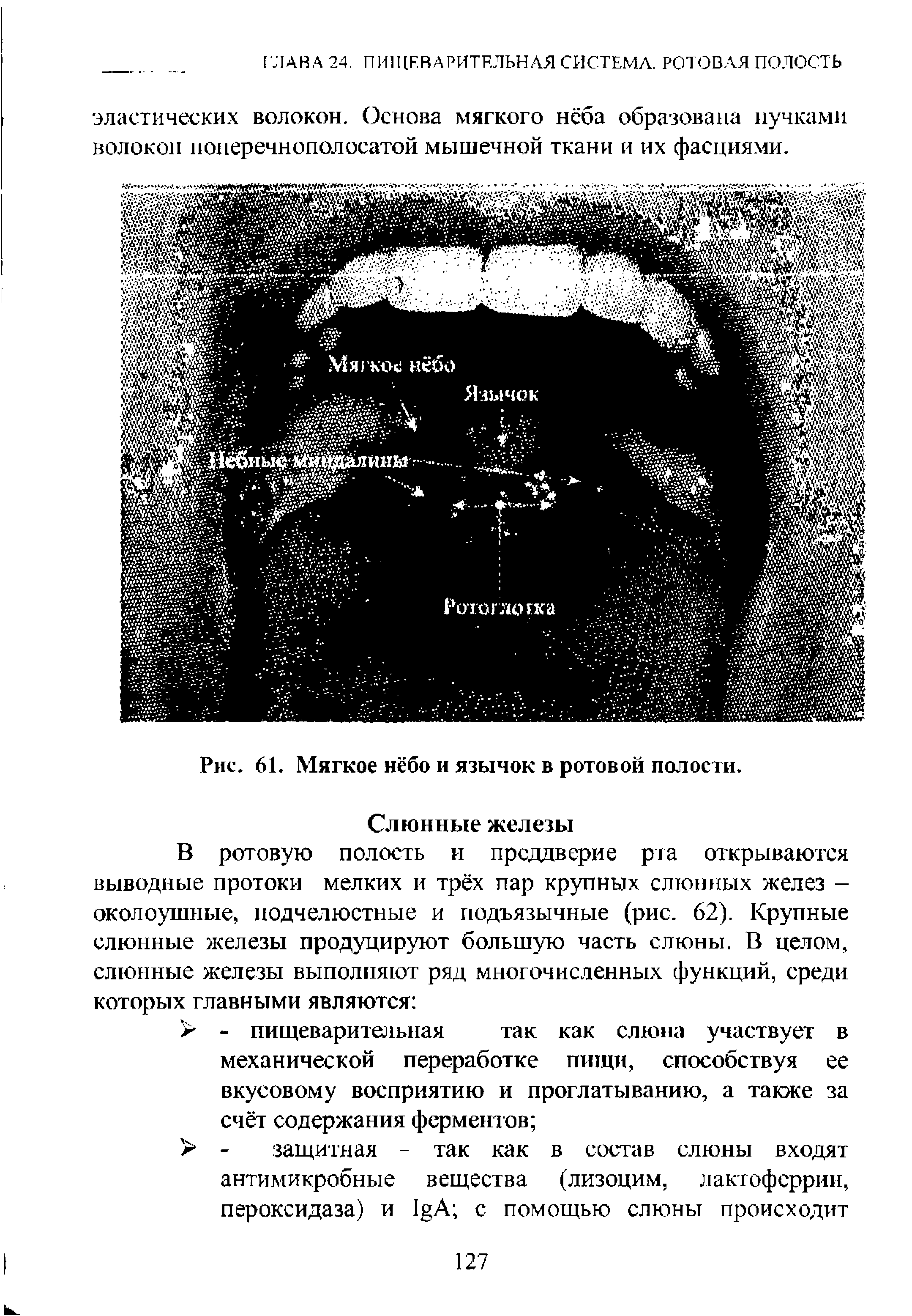 Мягкое небо ротовой полости