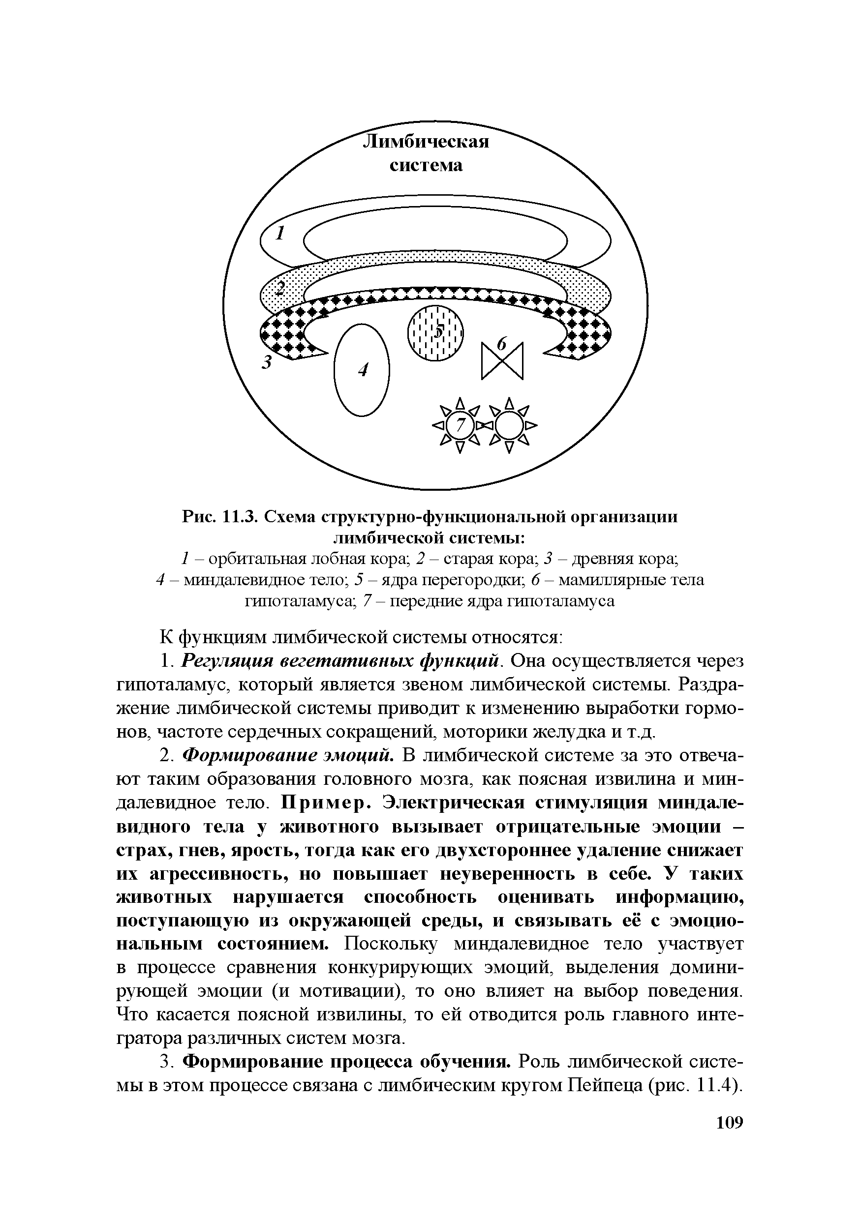 Рис. 11.3. Схема структурно-функциональной организации лимбической системы ...