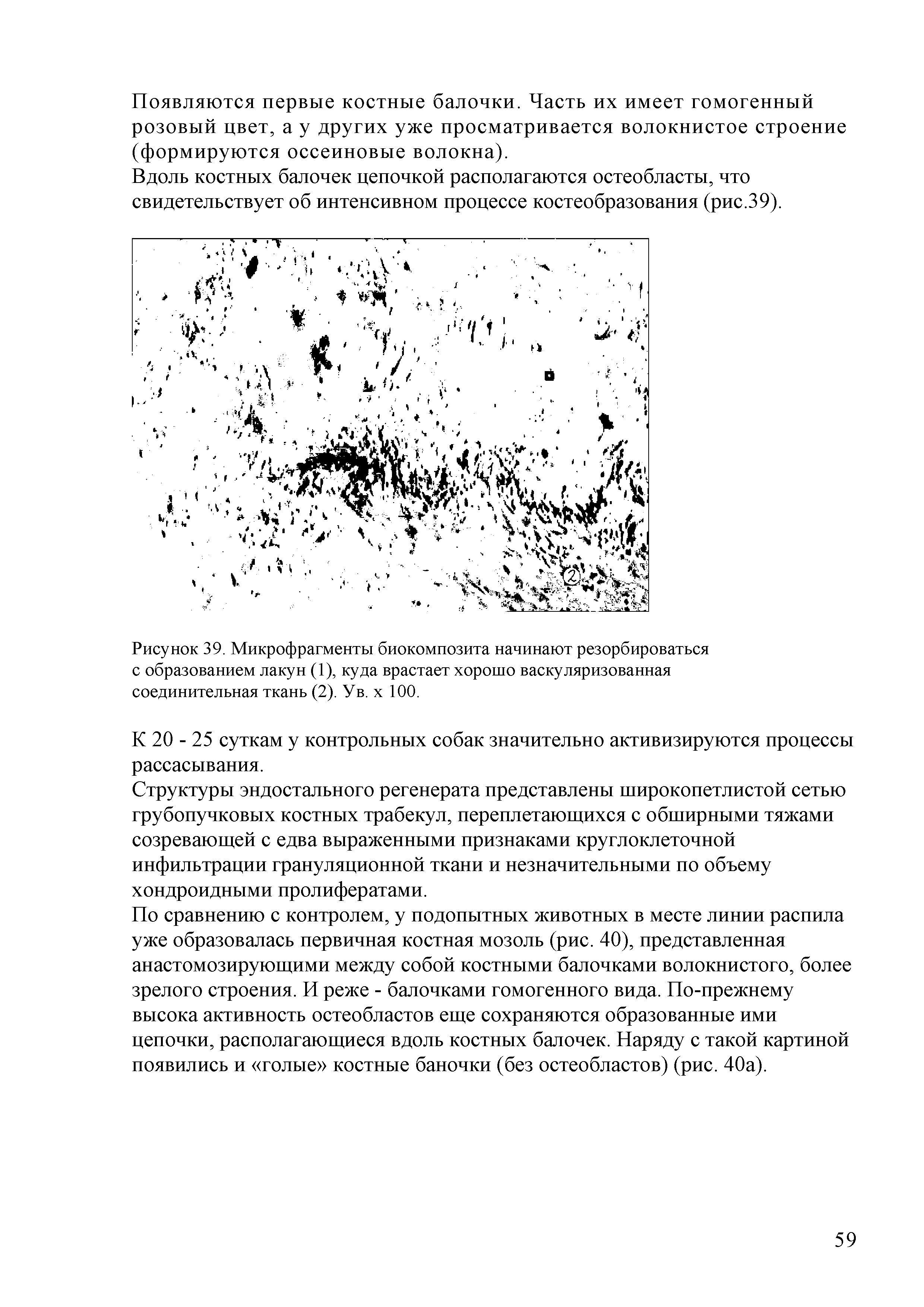 Рисунок 39. Микрофрагменты биокомпозита начинают резорбироваться с образованием лакун (1), куда врастает хорошо васкуляризованная соединительная ткань (2). Ув. х 100.