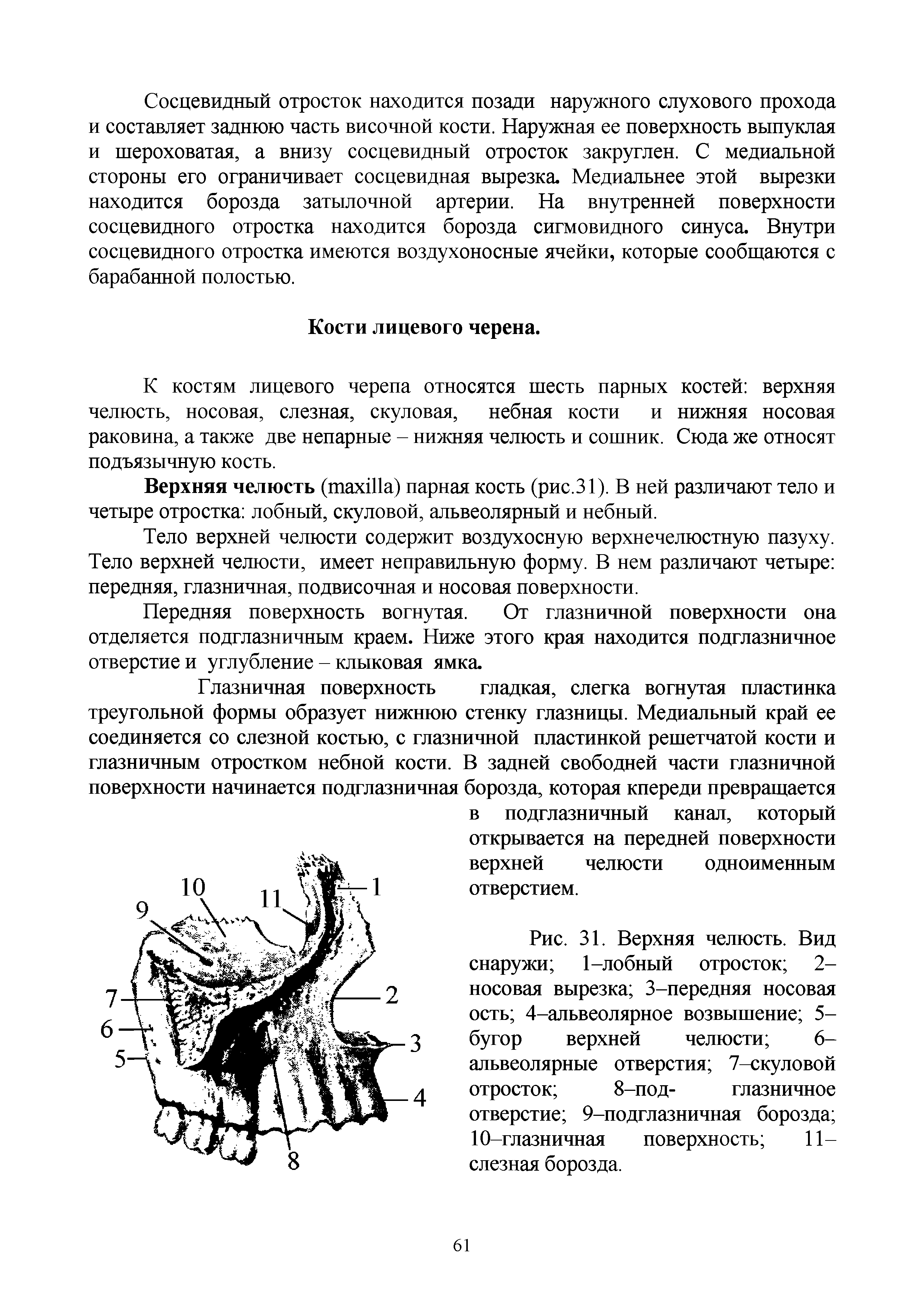 Рис. 31. Верхняя челюсть. Вид снаружи 1-лобный отросток 2-носовая вырезка 3-передняя носовая ость 4-альвеолярное возвышение 5-бугор верхней челюсти 6-альвеолярные отверстия 7-скуловой отросток 8-под- глазничное отверстие 9-подглазничная борозда 10-глазничная поверхность 11-слезная борозда.