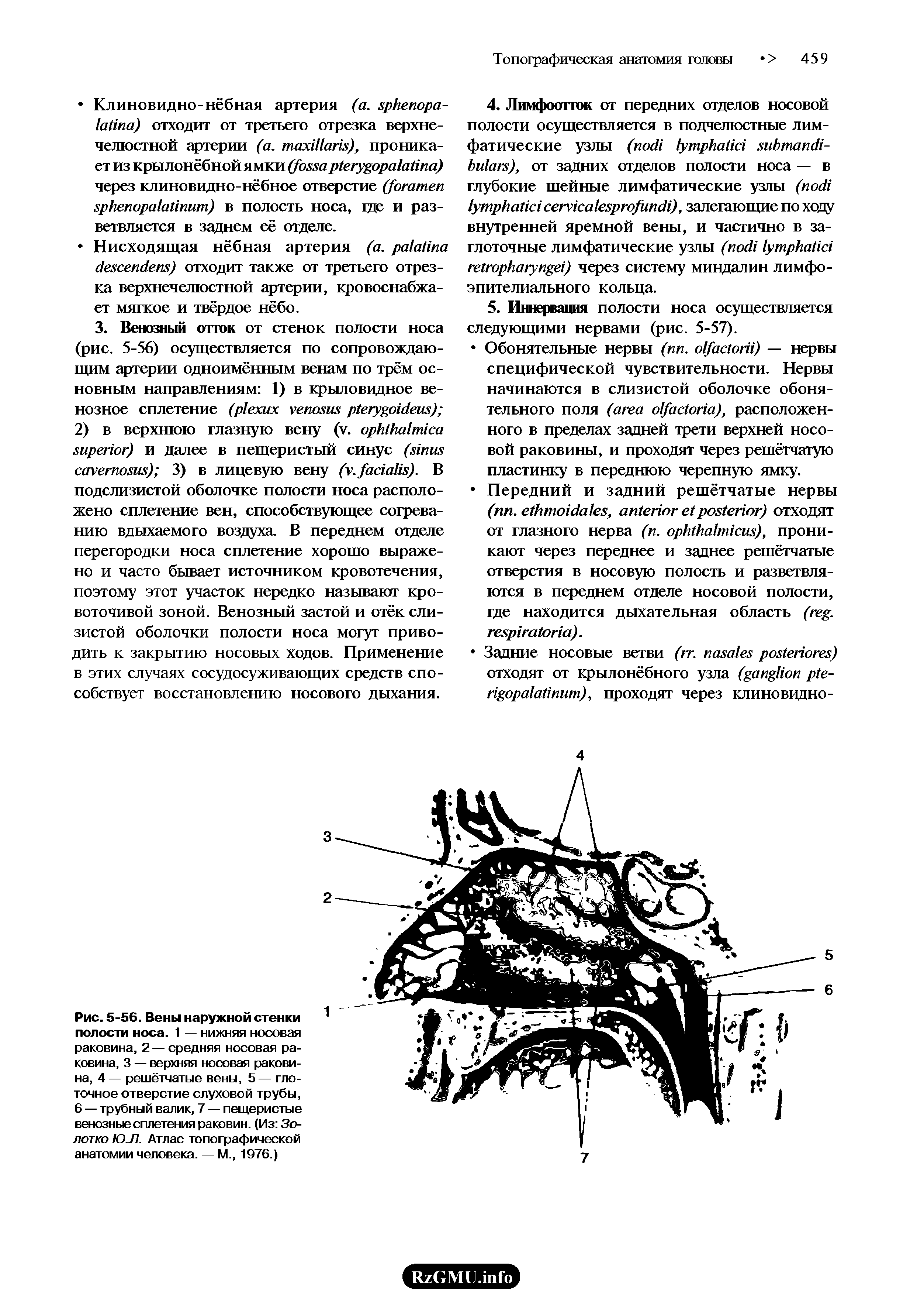 Рис. 5-56. Вены наружной стенки полости носа. 1 — нижняя носовая раковина, 2 — средняя носовая раковина, 3 — верхняя носовая раковина, 4— решётчатые вены, 5— глоточное отверстие слуховой трубы, 6 — трубный валик, 7 — пещеристые венозные сплетения раковин. (Из Золотко Ю.Л. Атлас топографической анатомии человека. — М., 1976.)...