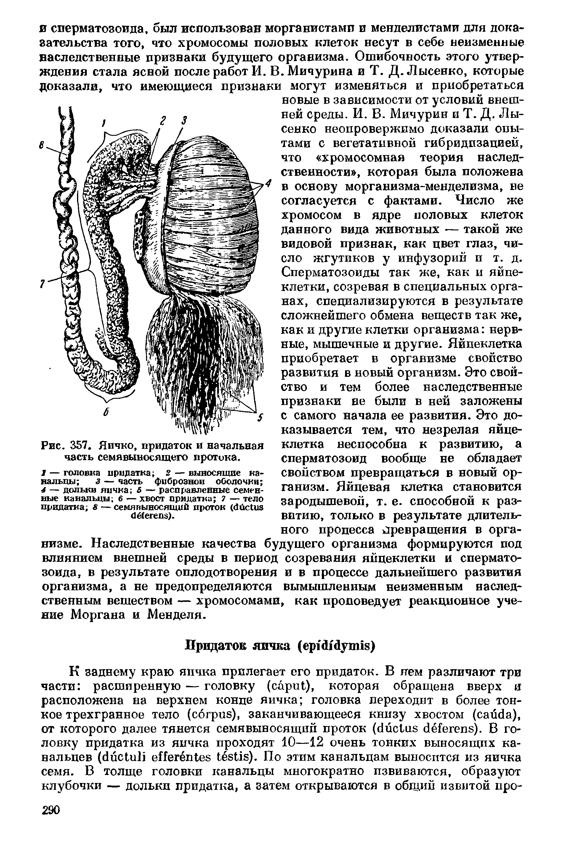 Рис. 357. Яичко, придаток и начальная часть семявыносящего протока.