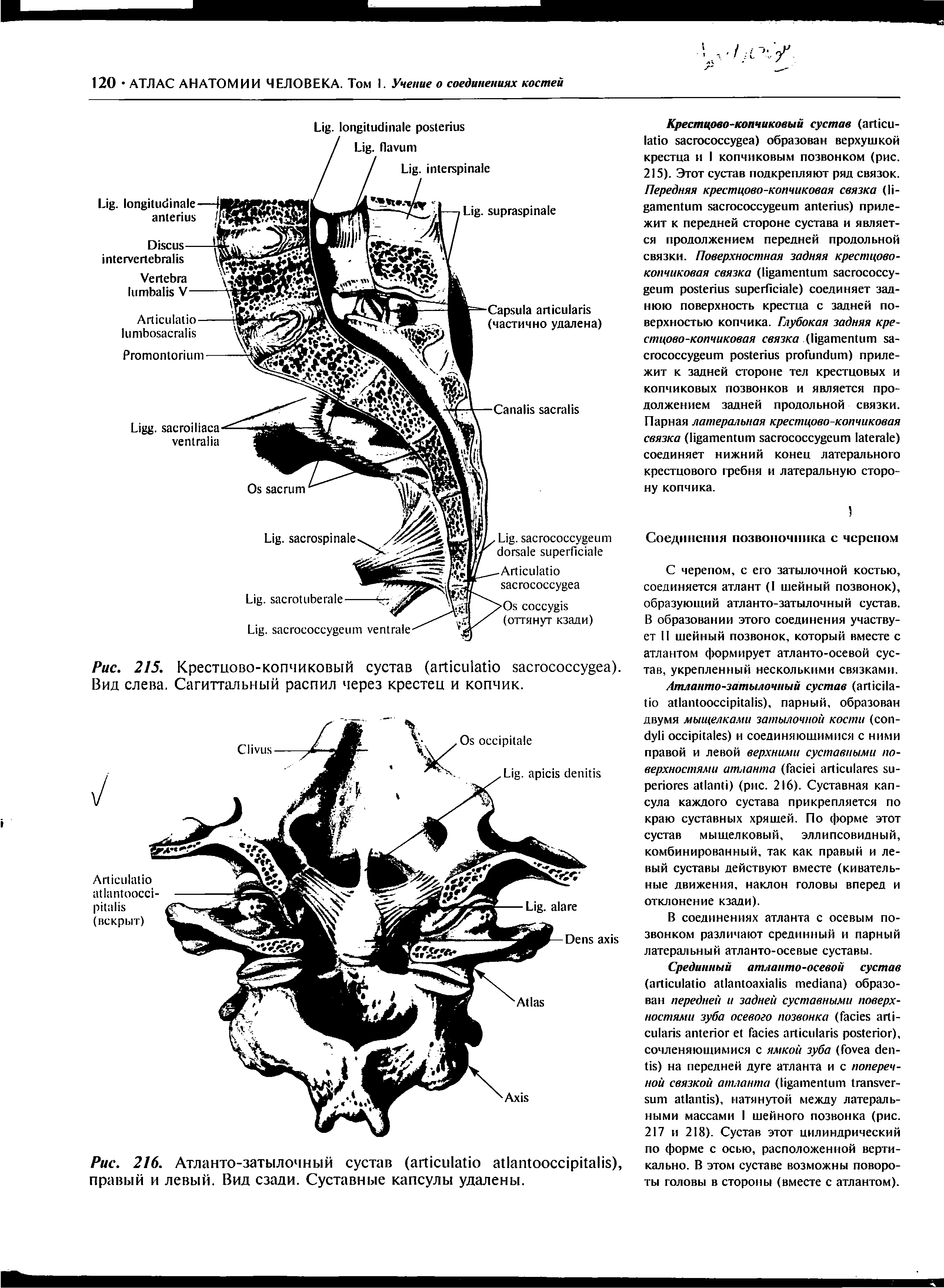 Рис. 216. Атланто-затылочный сустав (агОсЫайо аВатоосарйаЙБ), правый и левый. Вид сзади. Суставные капсулы удалены.