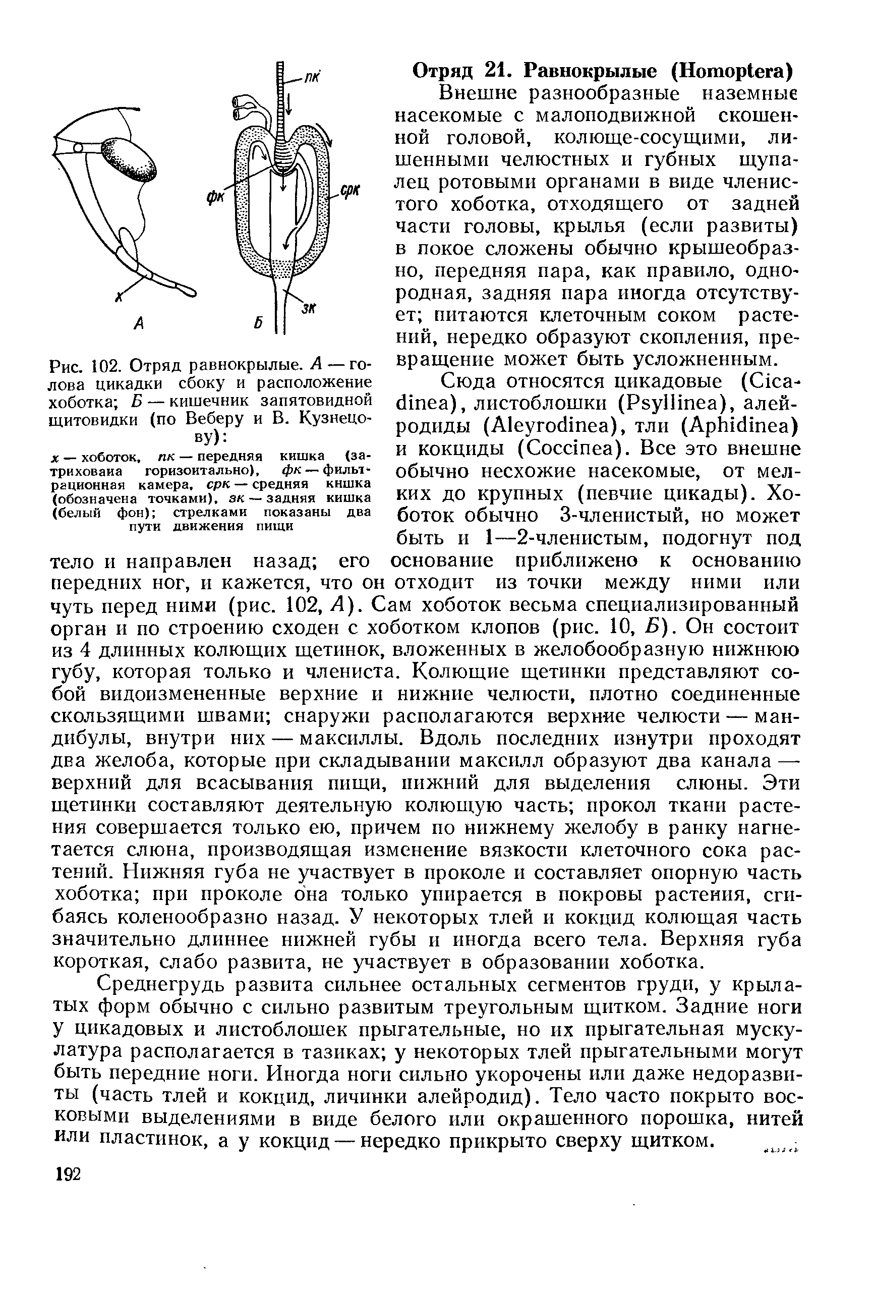 Рис. 102. Отряд равнокрылые. А — голова цикадки сбоку и расположение хоботка Б — кишечник запятовидной щитовидки (по Веберу и В. Кузнецову) ...