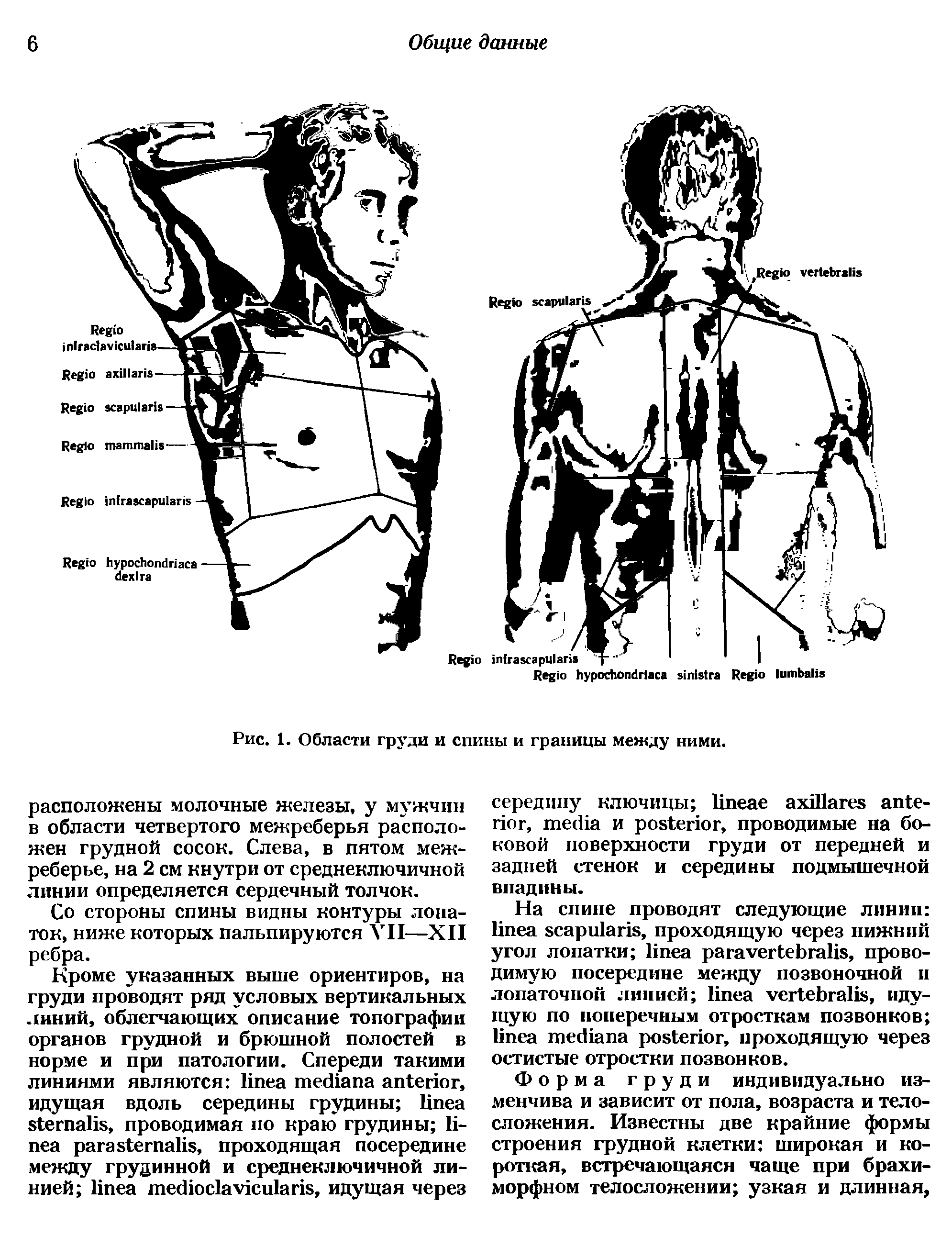 Рис. 1. Области груди и спины и границы между ними.