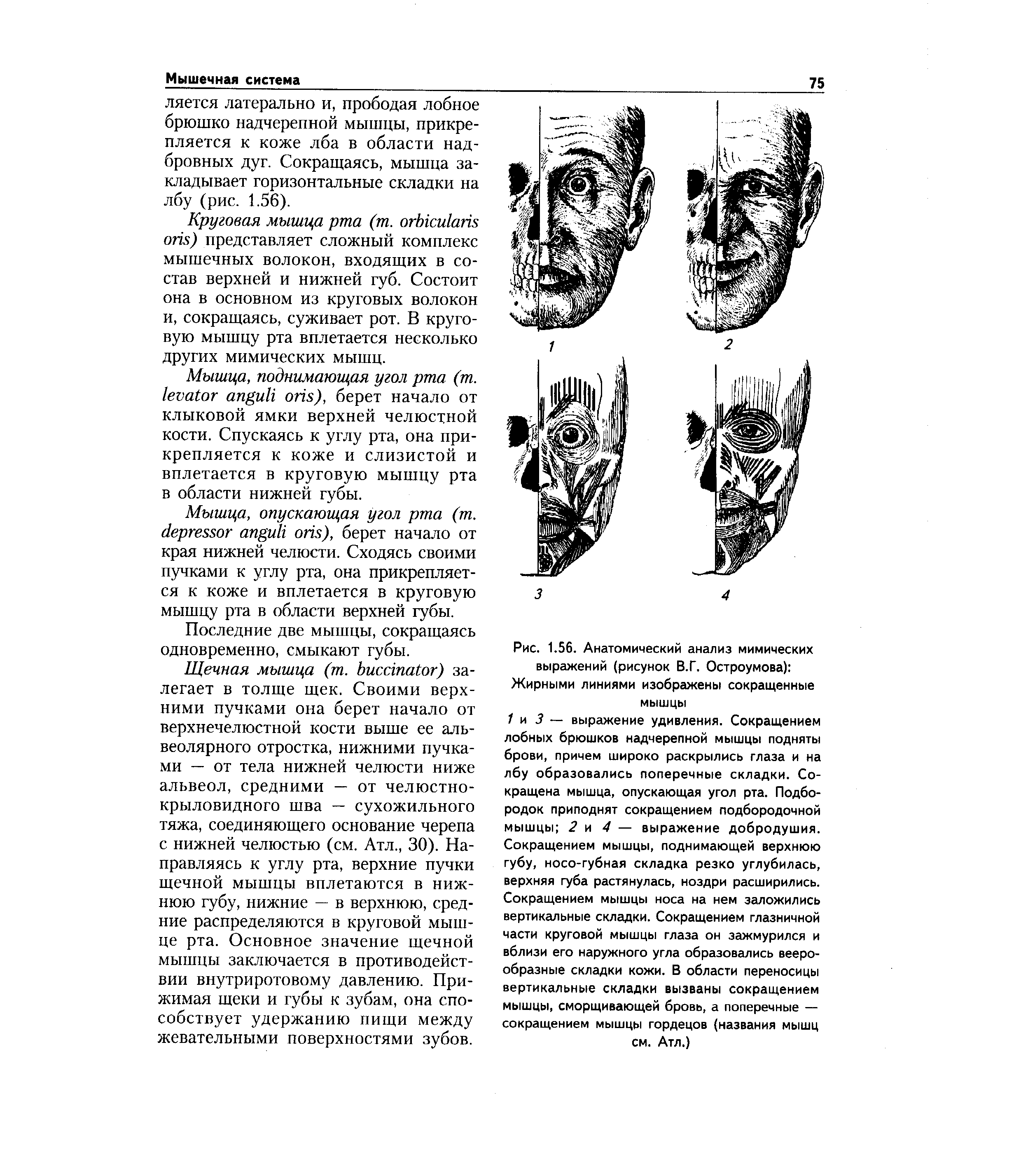 Рис. 1.56. Анатомический анализ мимических выражений (рисунок В.Г. Остроумова) Жирными линиями изображены сокращенные мышцы...