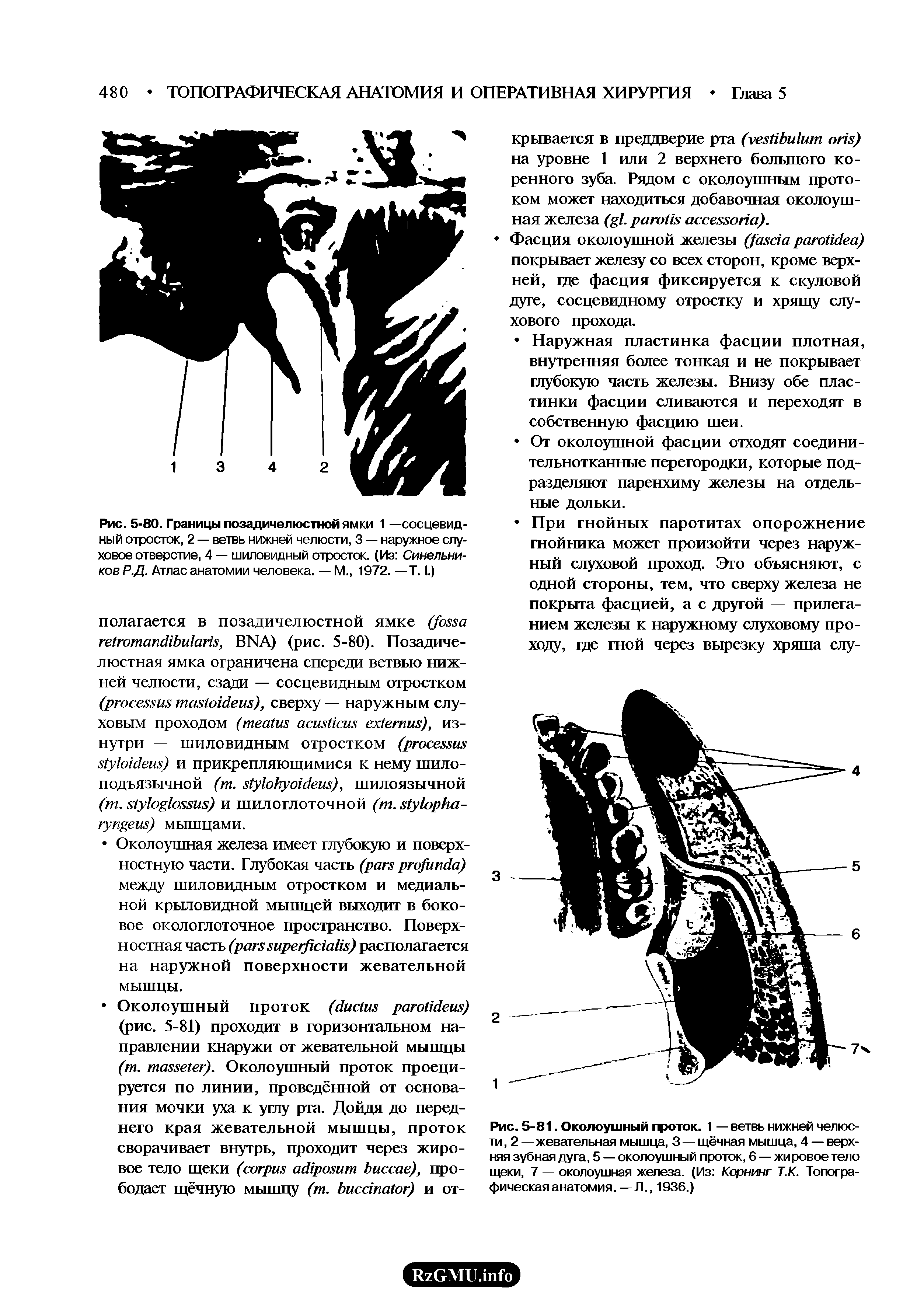 Рис. 5-81. Околоушный проток. 1 — ветвь нижней челюсти, 2 — жевательная мышца, 3 — щёчная мышца, 4 — верхняя зубная дуга, 5 — околоушный проток, 6 — жировое тело щеки, 7 — околоушная железа. (Из Корнинг Т.К. Топографическая анатомия.— Л., 1936.)...