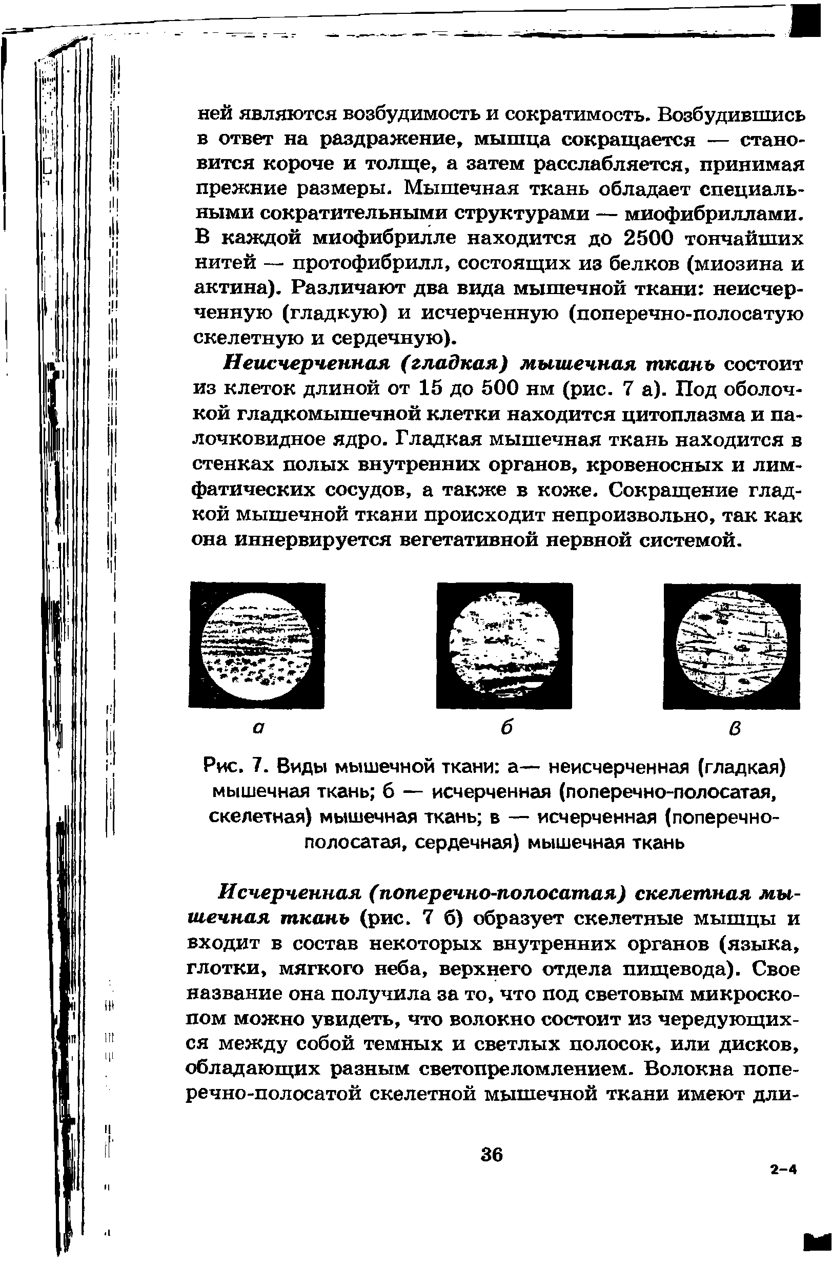 Рис. 7. Виды мышечной ткани а— неисчерчеиная (гладкая) мышечная ткань б — исчерченная (поперечно-полосатая, скелетная) мышечная ткань в — исчерченная (поперечнополосатая, сердечная) мышечная ткань...